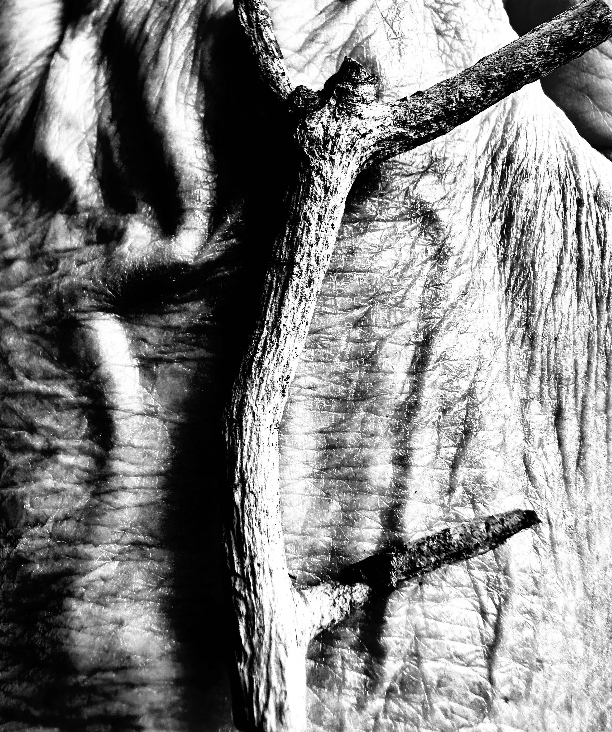 Remember Yggdrasil, A-H. Brekke, 2025. Photoinstallation, black&amp;white photo, wood, 30x40 cm