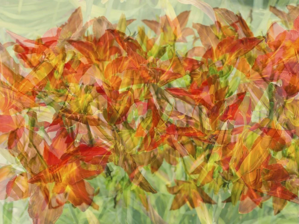 Dance of Lilies, 2025. Photography on gyclee-print