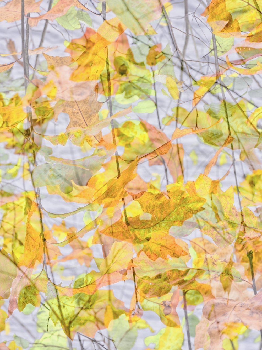 Dancing in the Wind, 2024. Photography