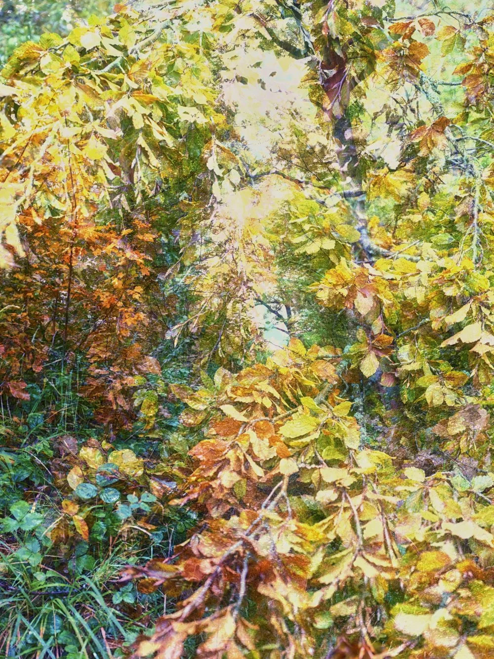 La joie de vivre, 2025. Photography, gyclee-print