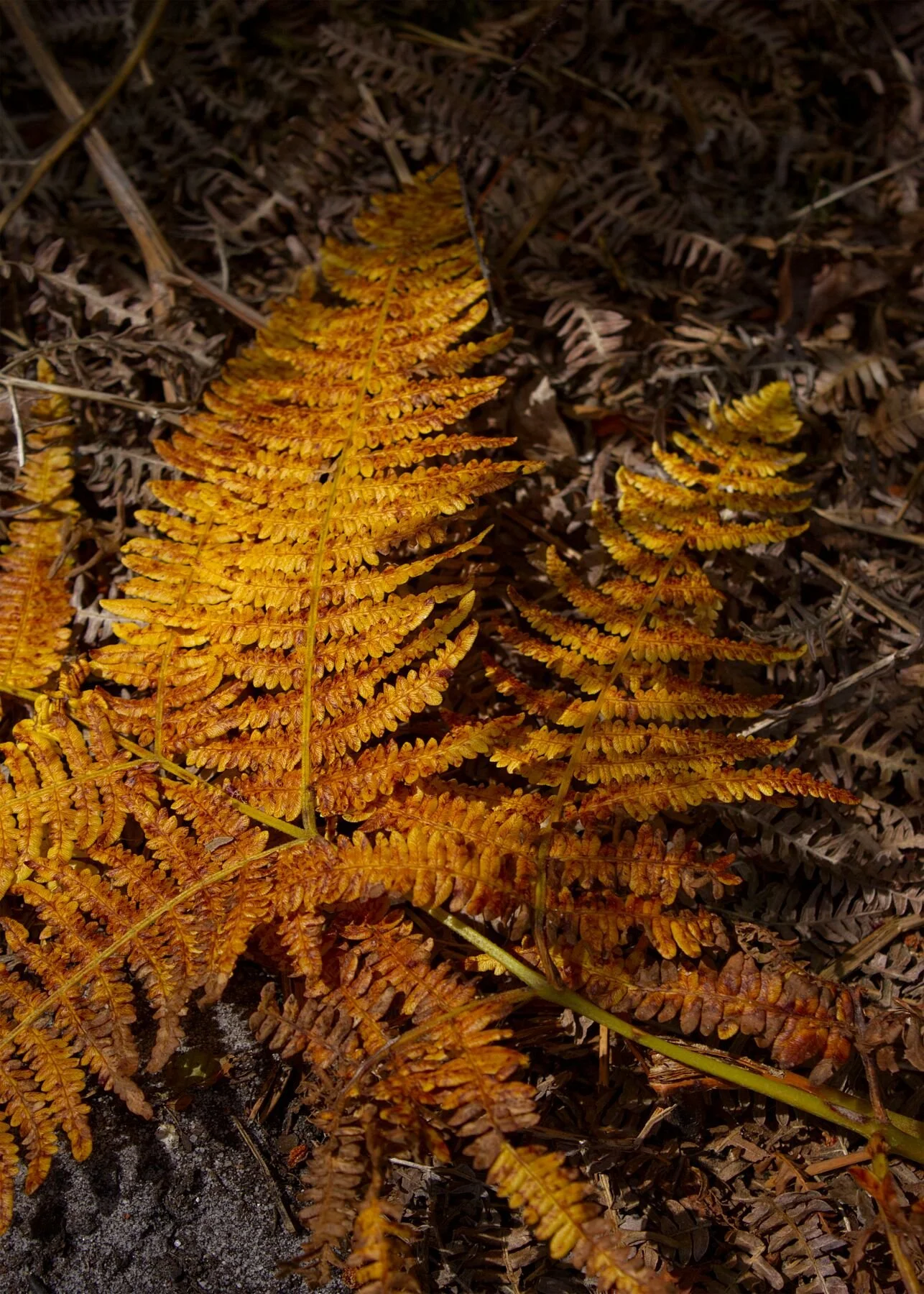 Golden Fern, Brownsea Island 2024