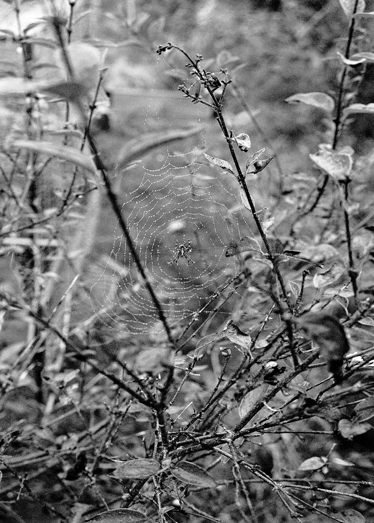 Spiders Web, Larkfield Way 2021