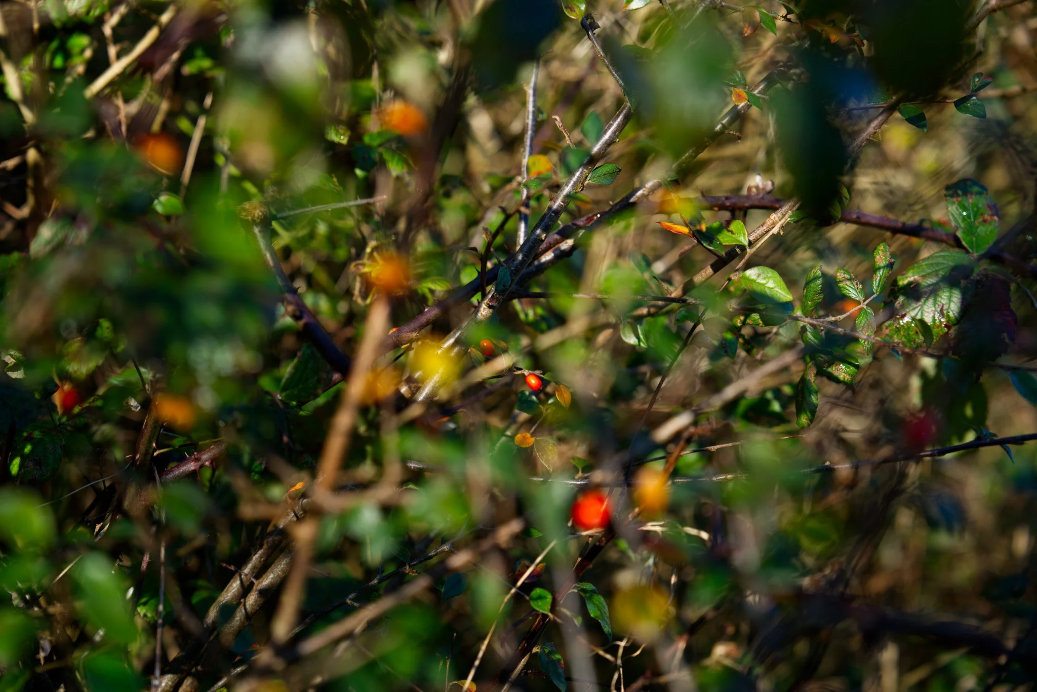 Truleigh Hill Photo-walk, Saturday 4th April 2026