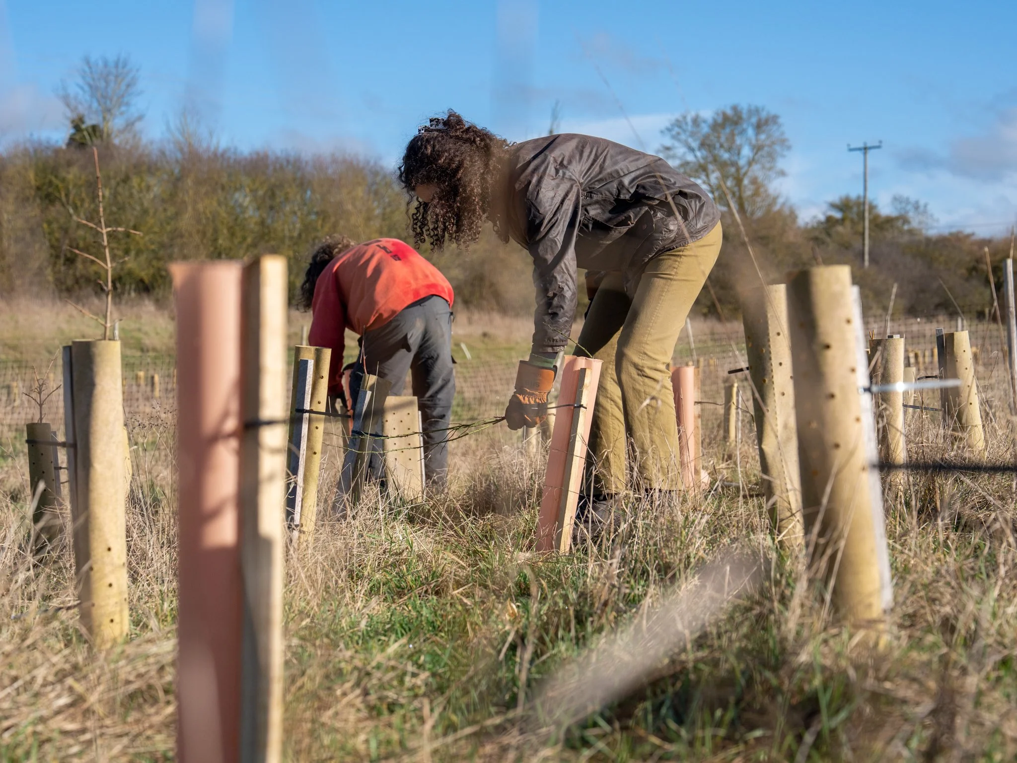 Youngwilders Wood Pasture Restoration, Pounce Hall, Essex, 24-01-26-18.jpg