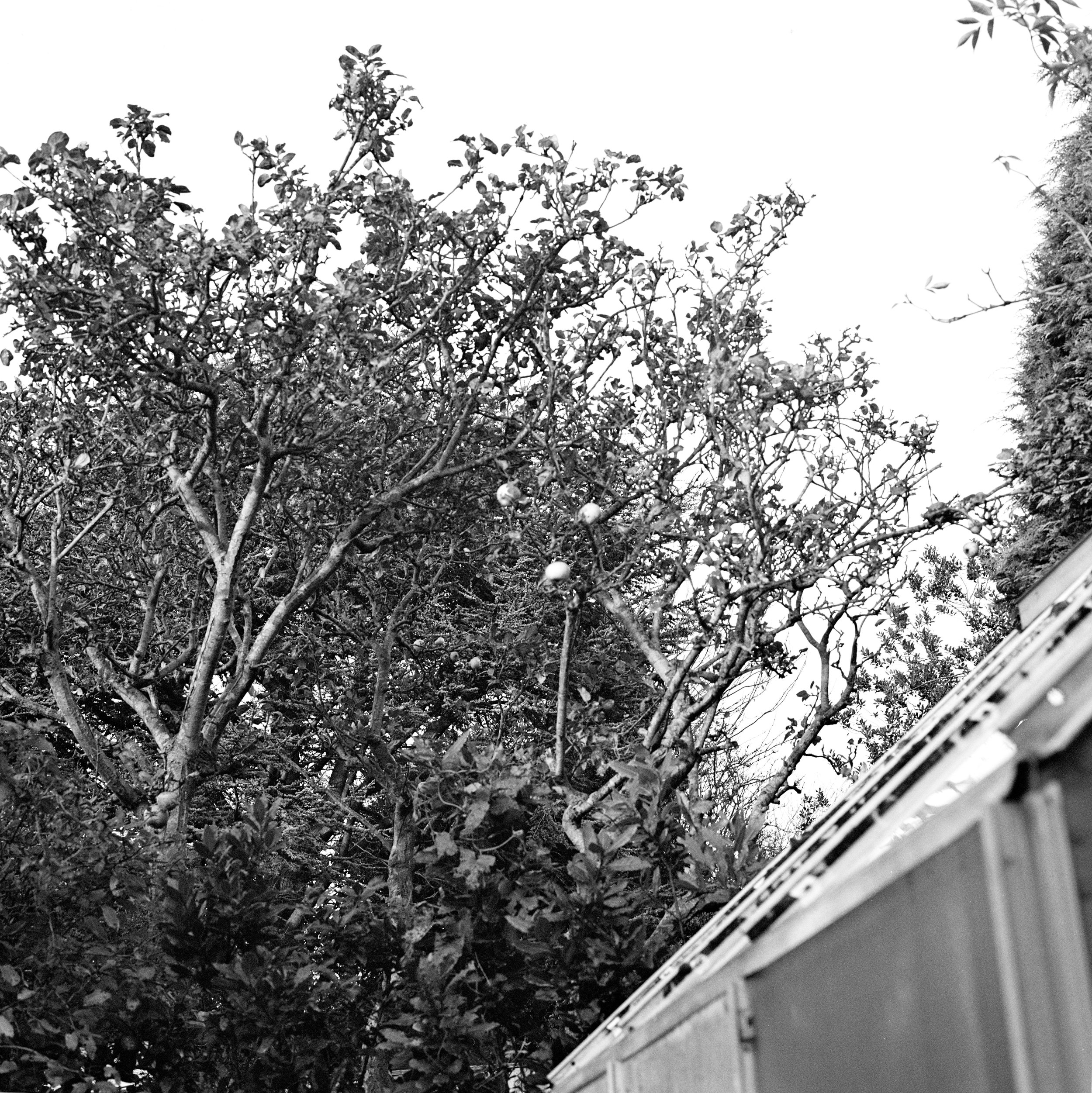 Larkfield Way  015.jpeg