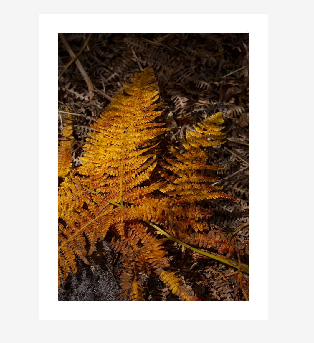 Screenshot 2026-01-07 150441.png