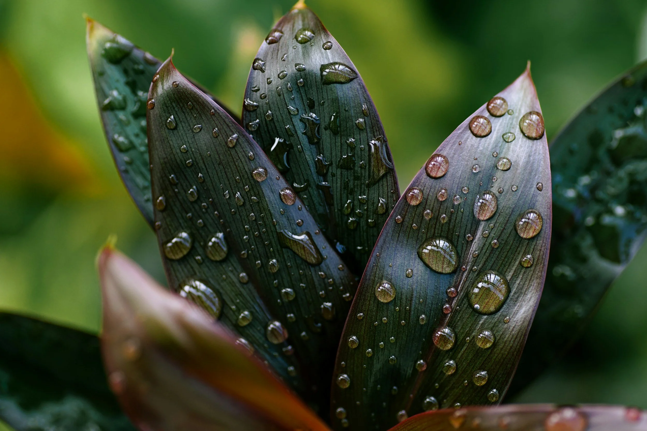 Close-up of a plant with dark green and reddish leaves covered in water droplets.