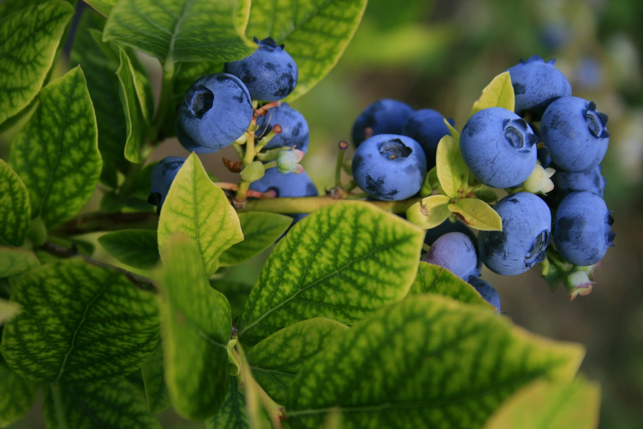 Close-up of clusters of ripe, dark blue blueberries on a bush surrounded by green and yellow leaves.