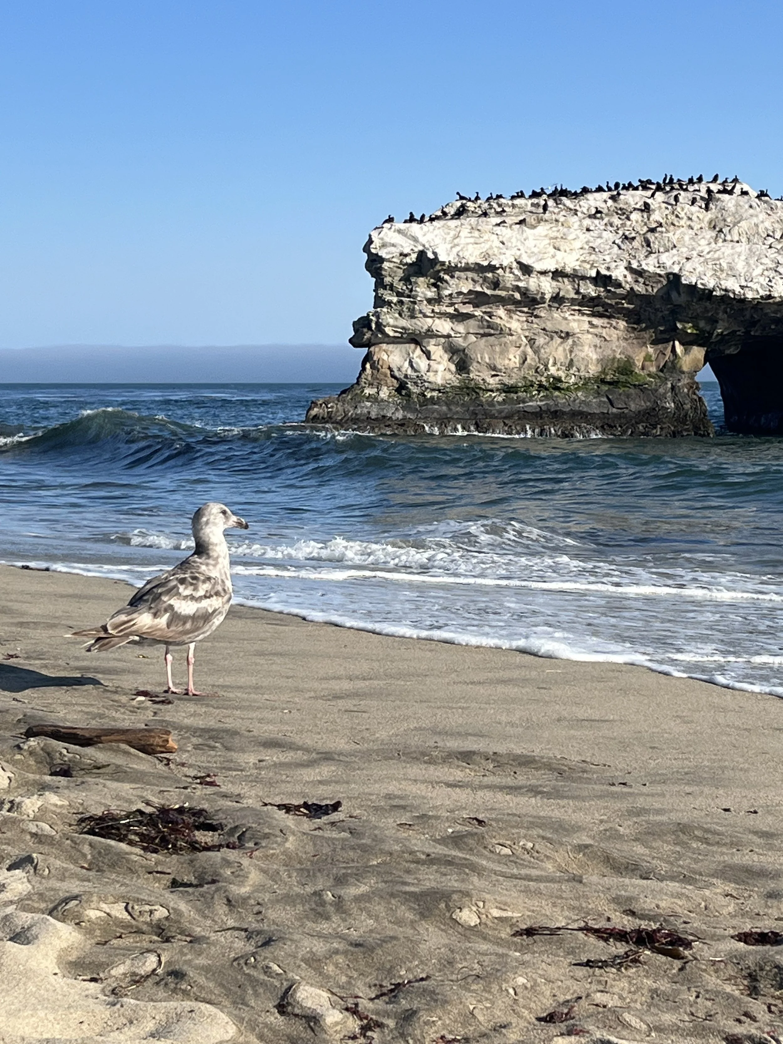 Contemplative Seagull: San Diego