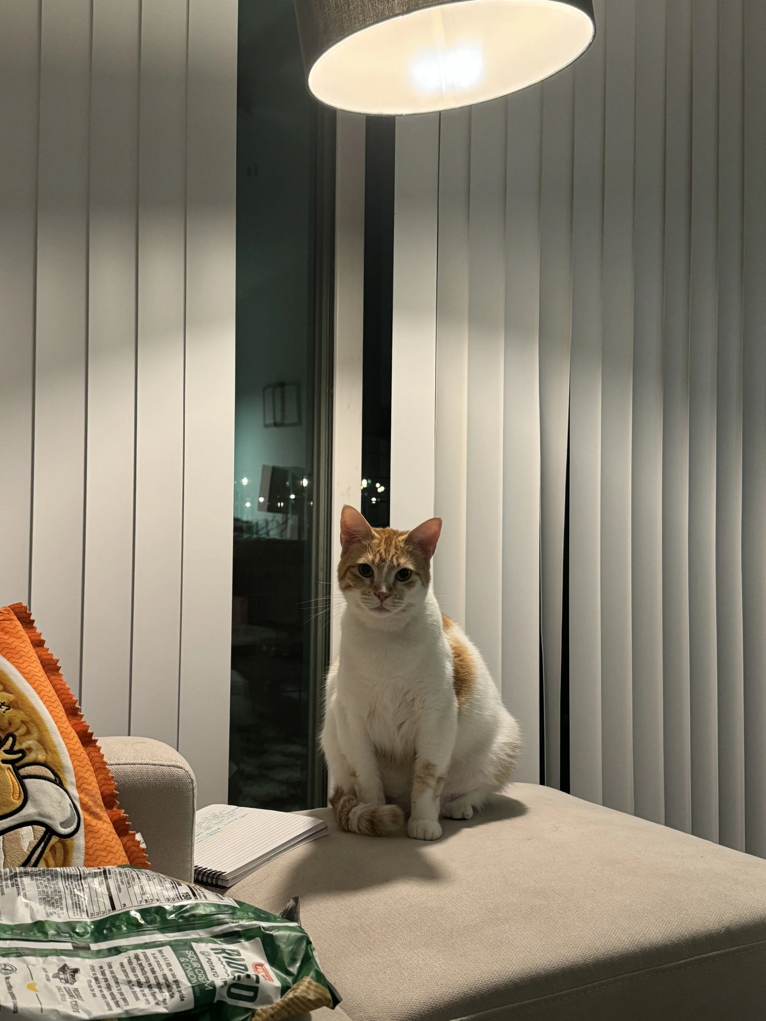 Poppy: My First Foster Cat