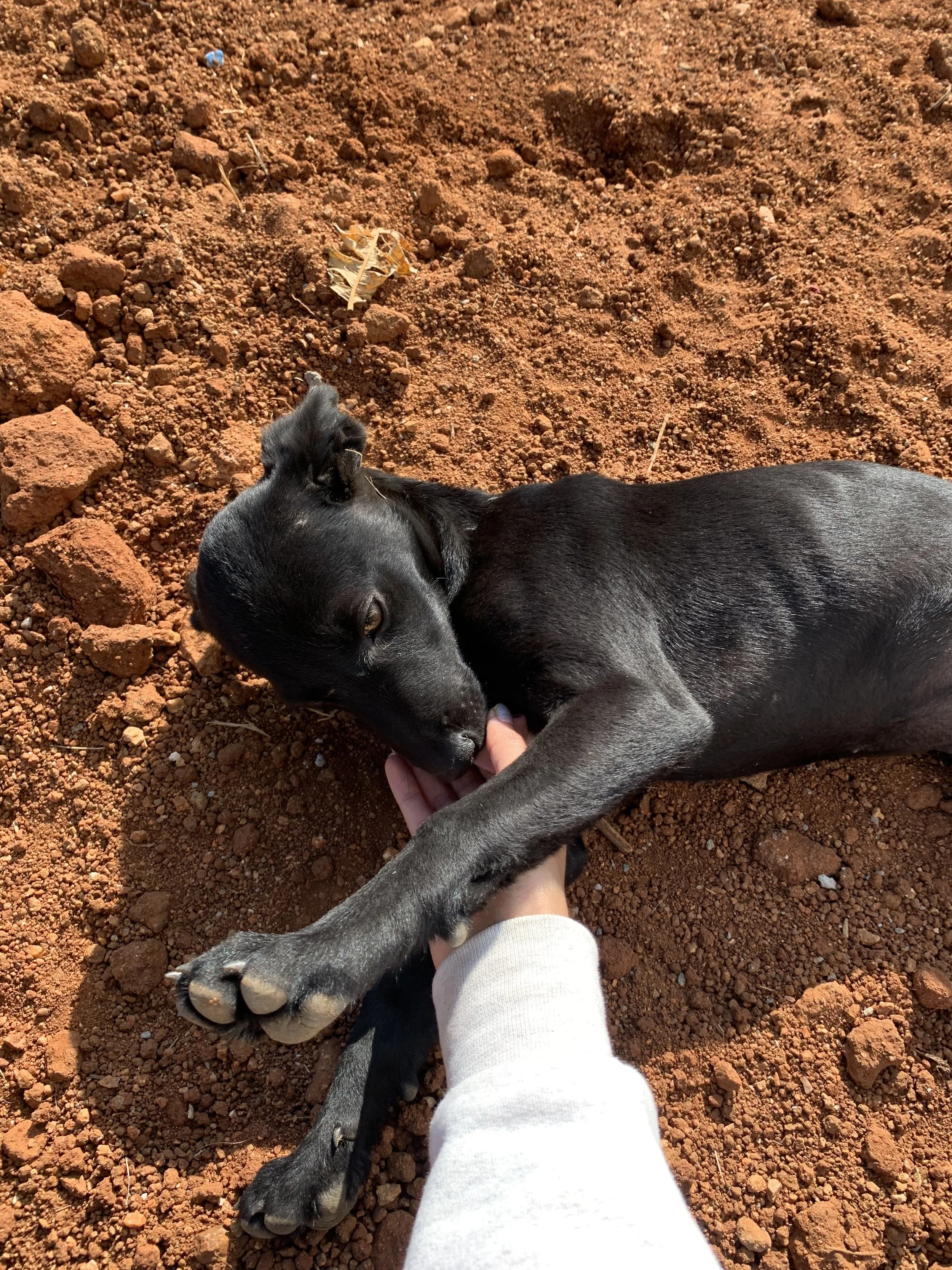 My Friend's Dog: A Bond