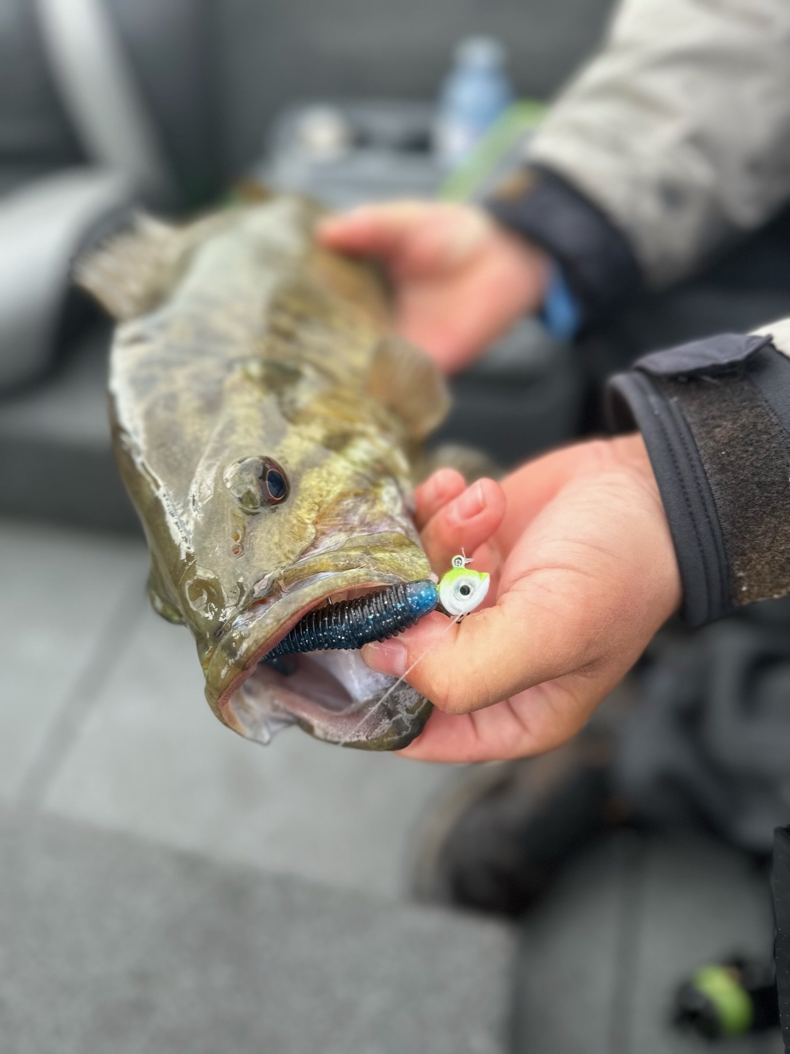 TRMSwimbait.jpeg