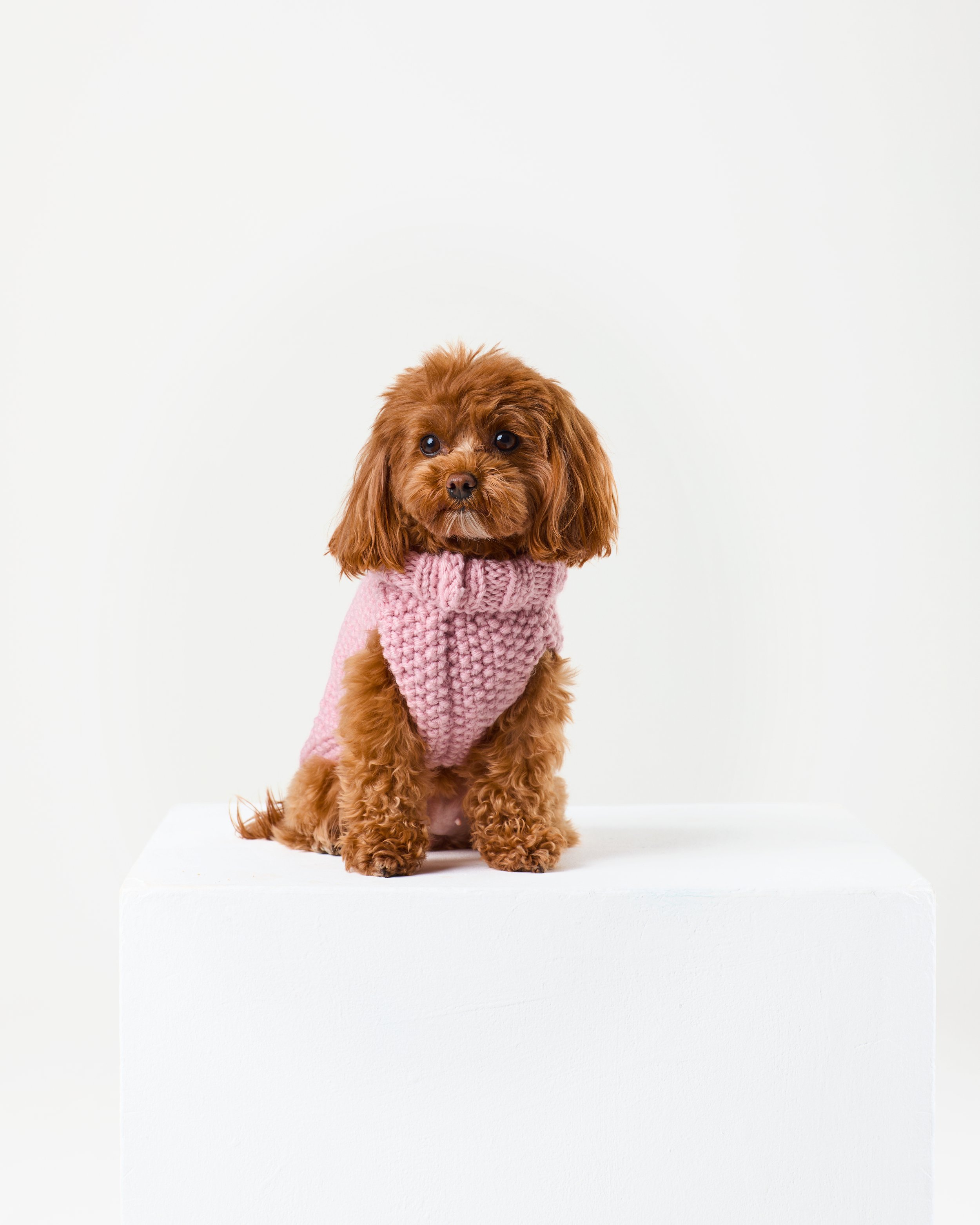 pink dog jumper .jpg