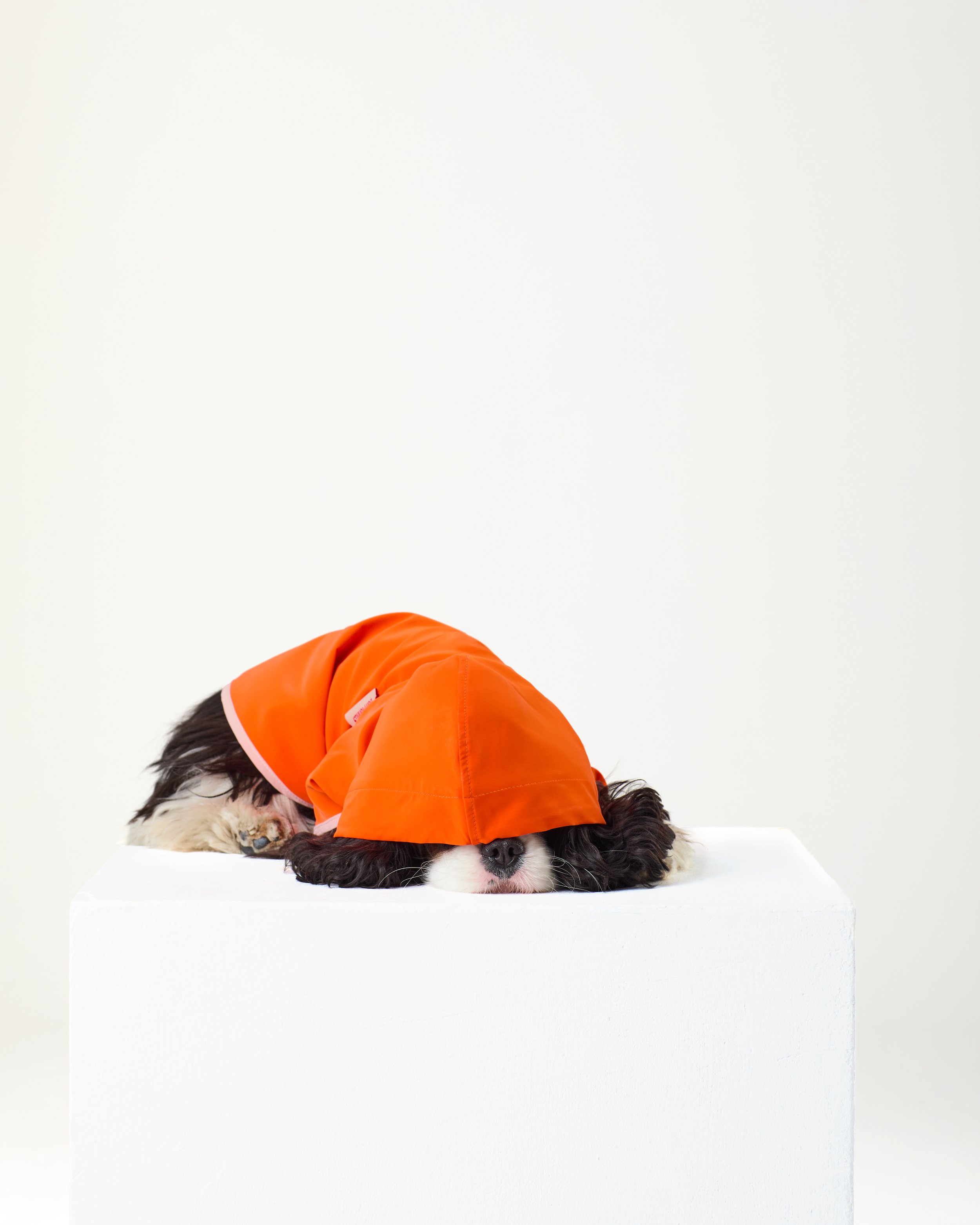 hooded dog raincoat visible.jpg