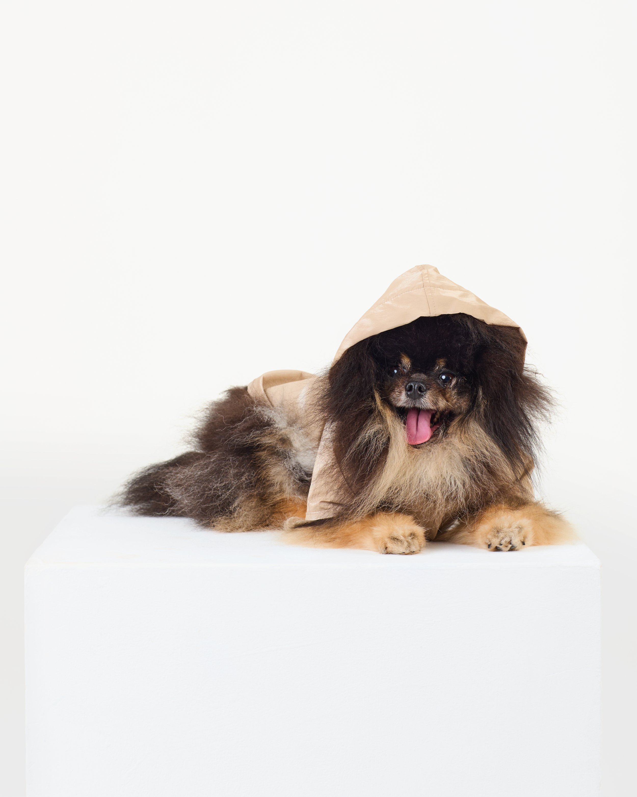 hooded raincoats for pomerians by Bon Monkee.jpg