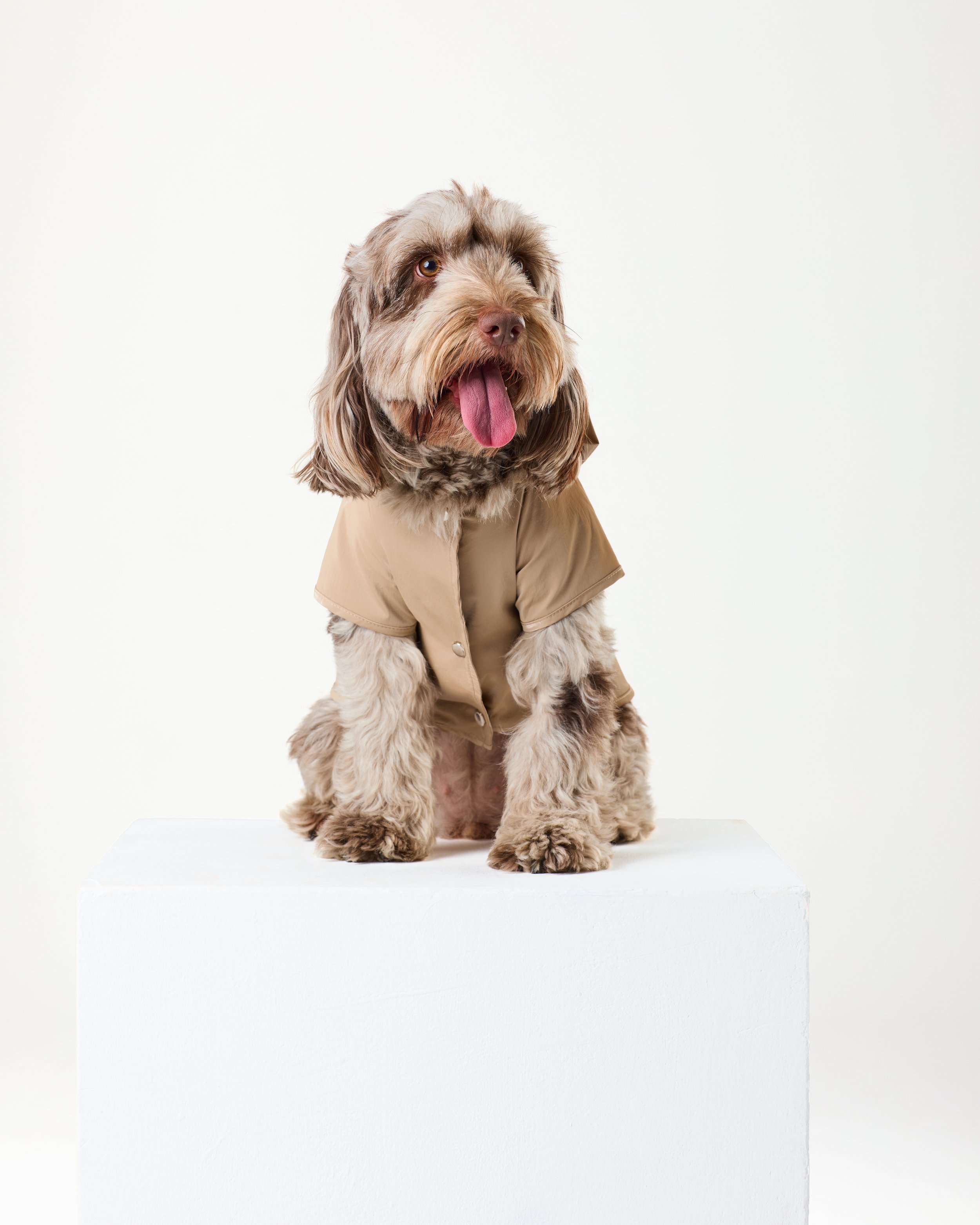luxury waterproof dog raincoat.jpg