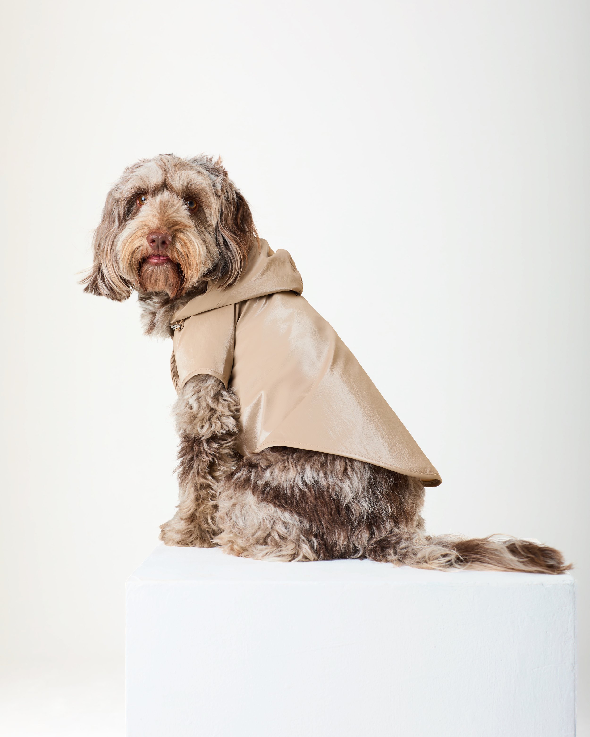 shiny texture dog raincoat.jpg