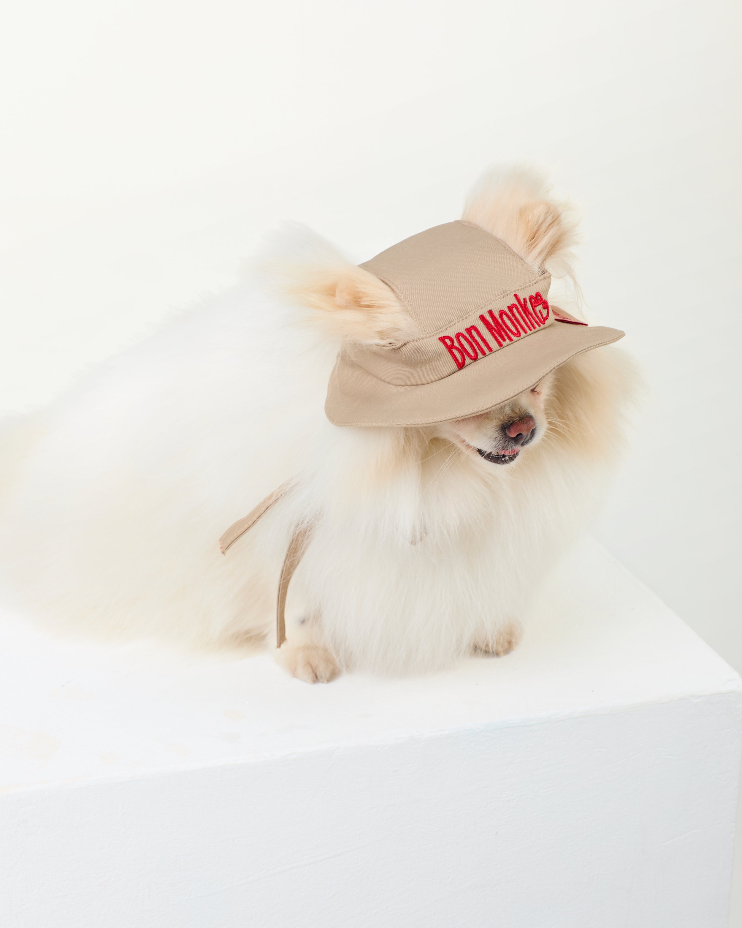 fun hat for dogs.jpg