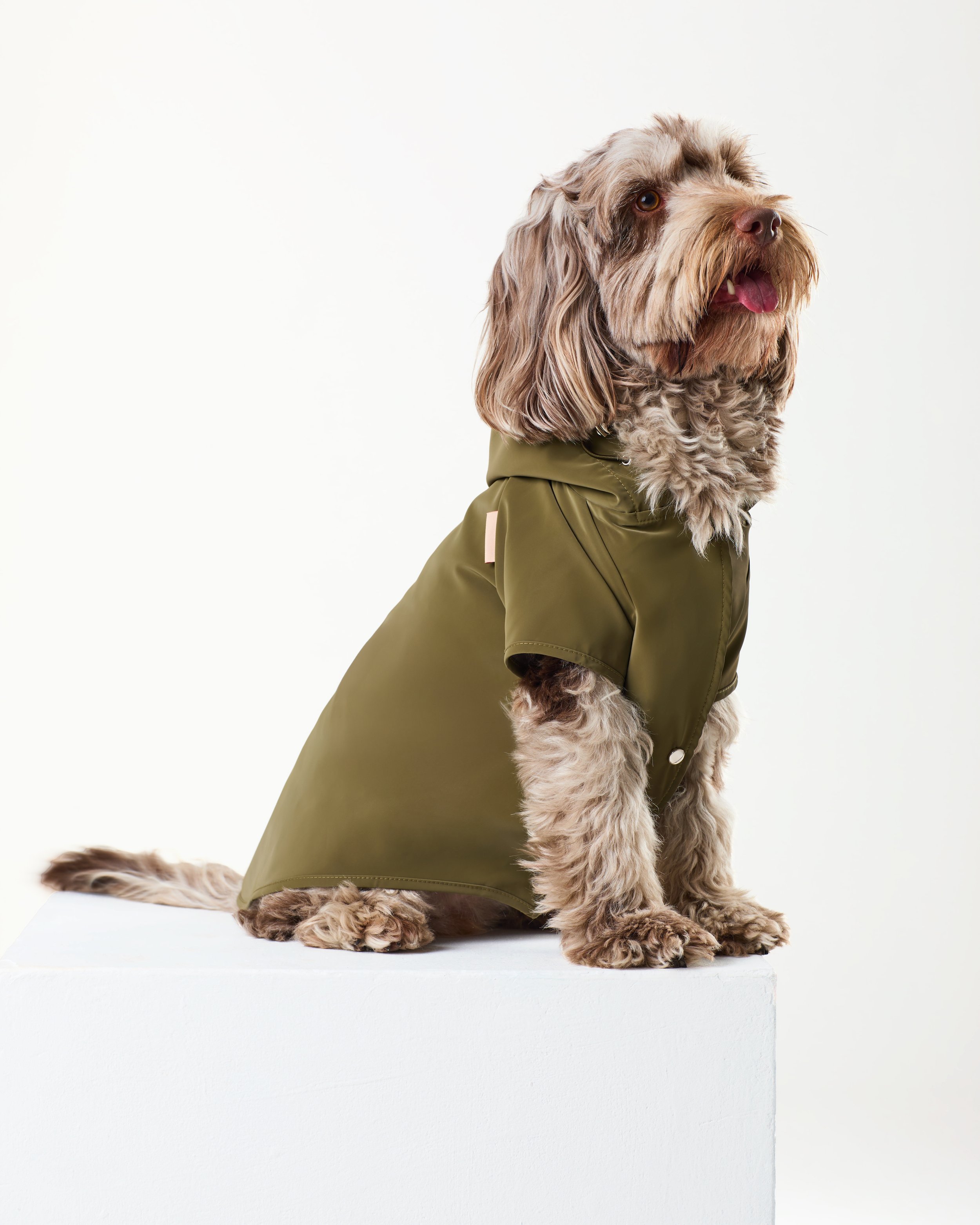 khaki dog raincoat.jpg