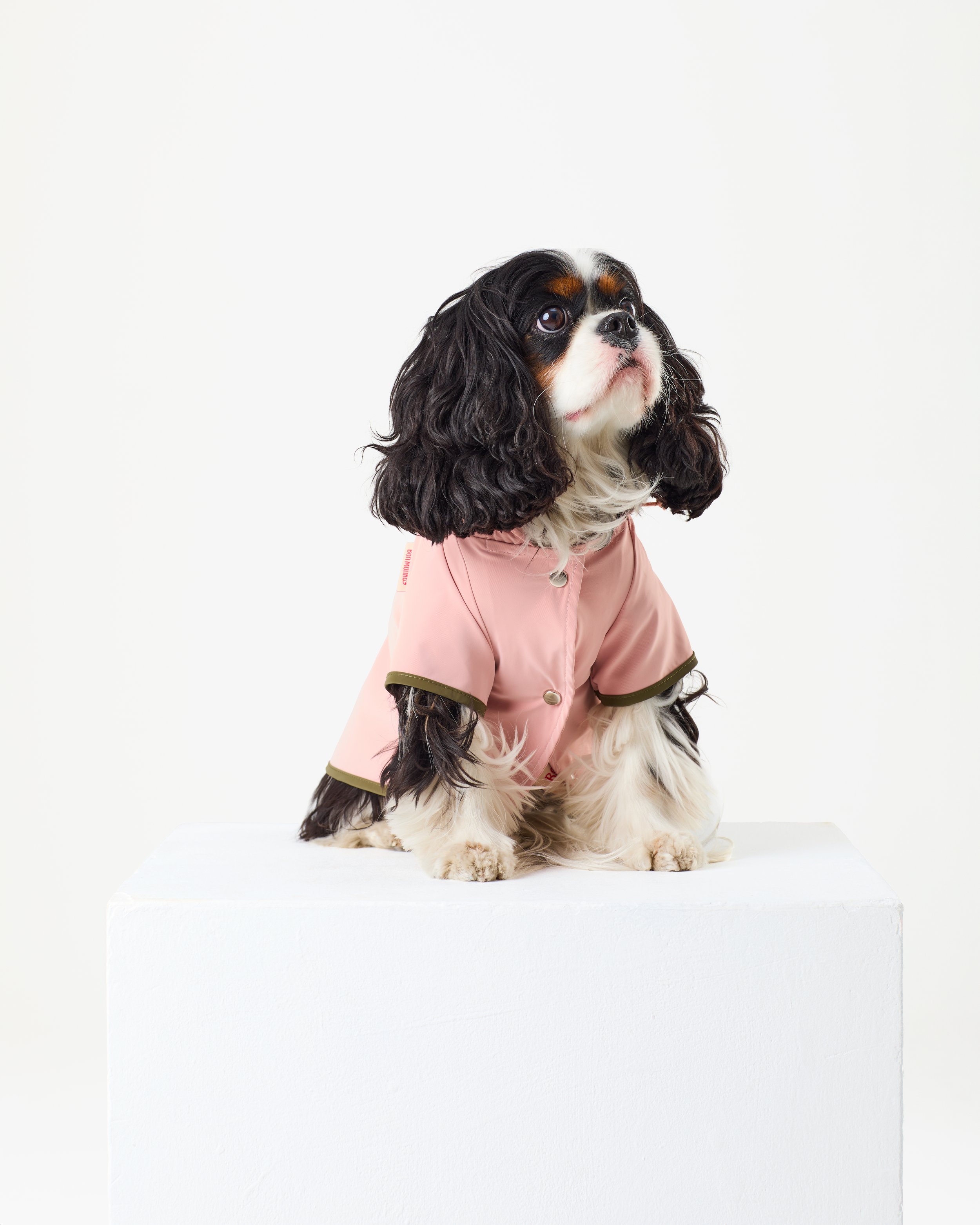 lightweight dog raincoat.jpg