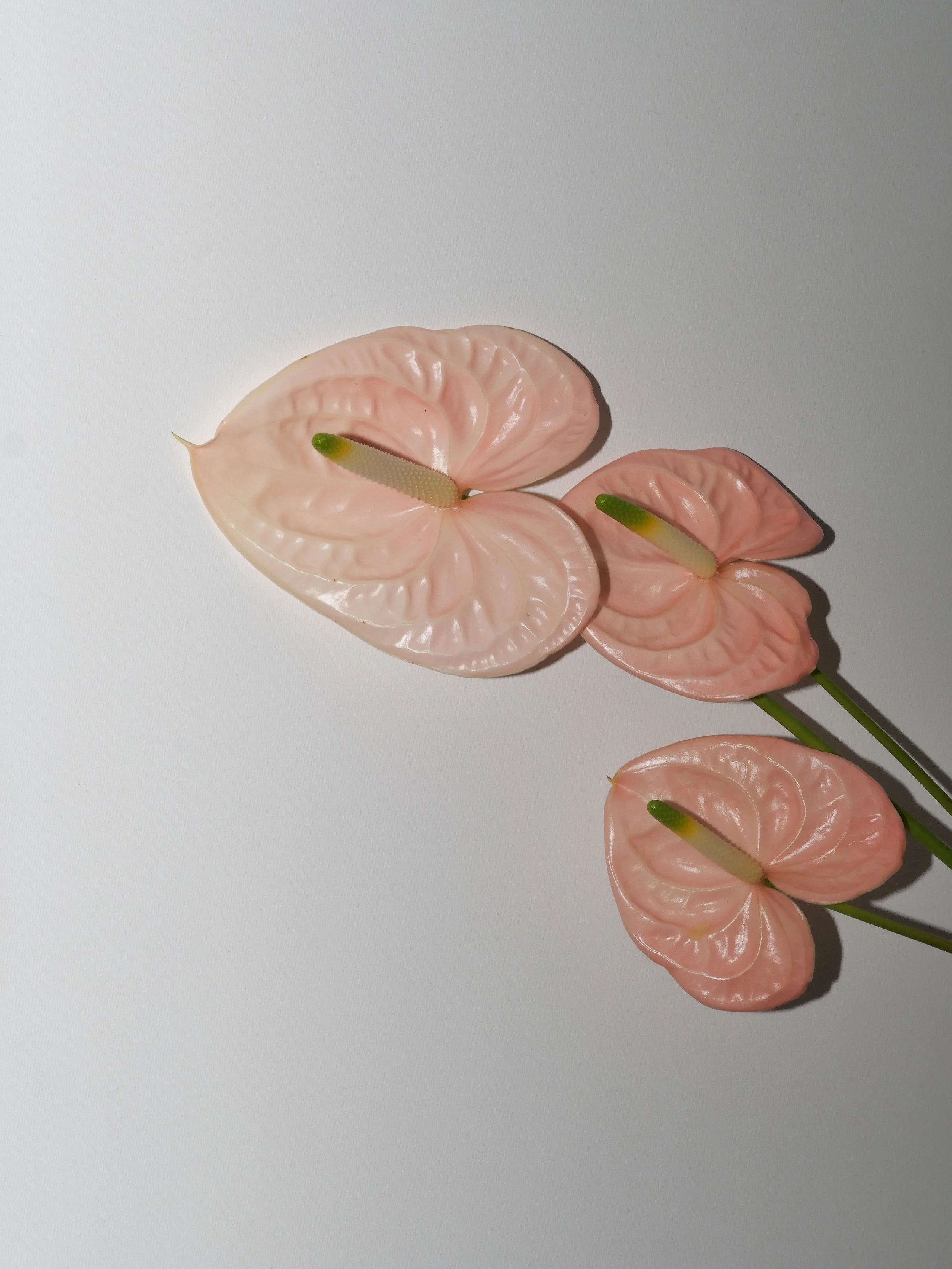 4C9ECB83-3D82-4446-A1EA-580DDA118977.jpeg