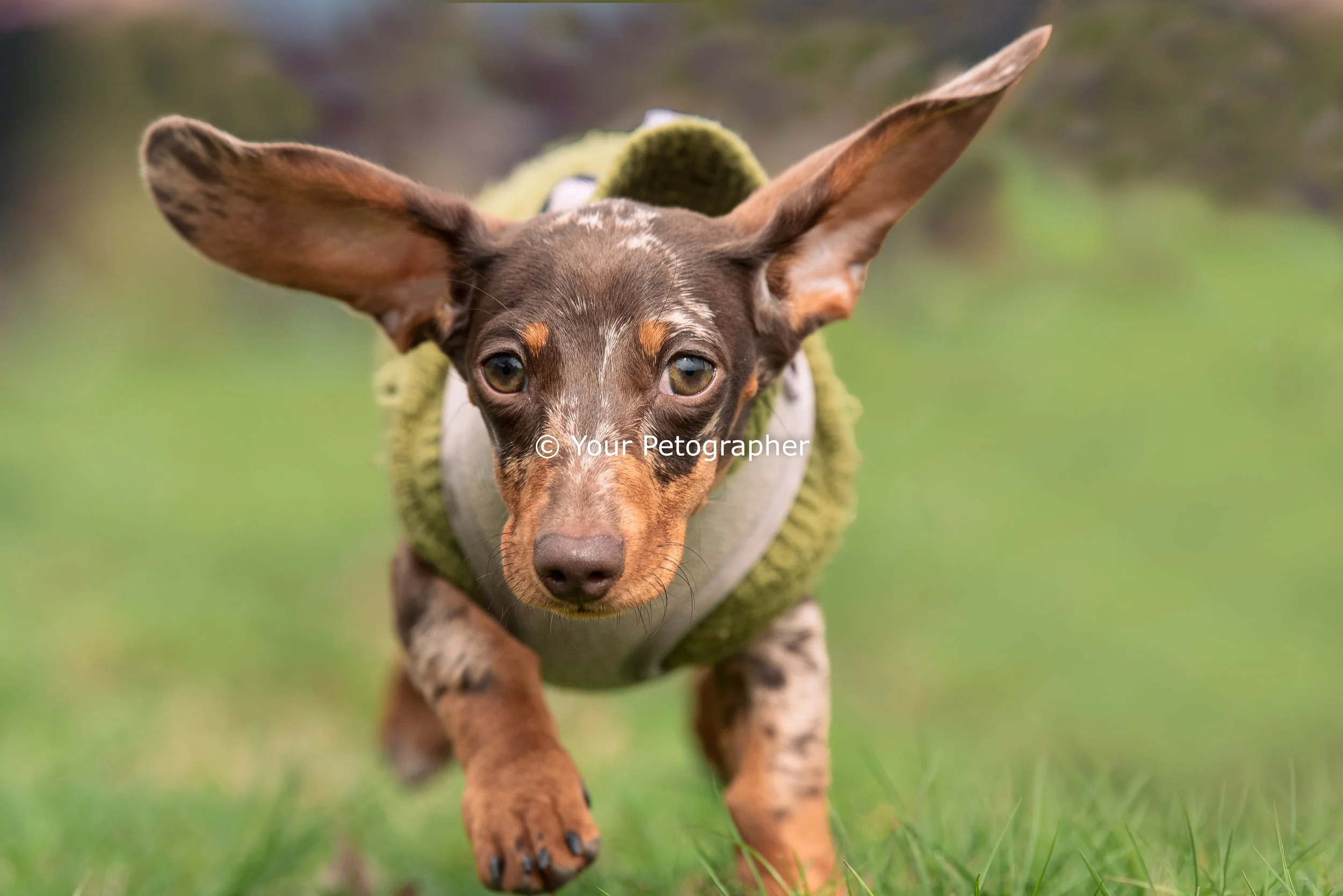 dog photography-9.jpg