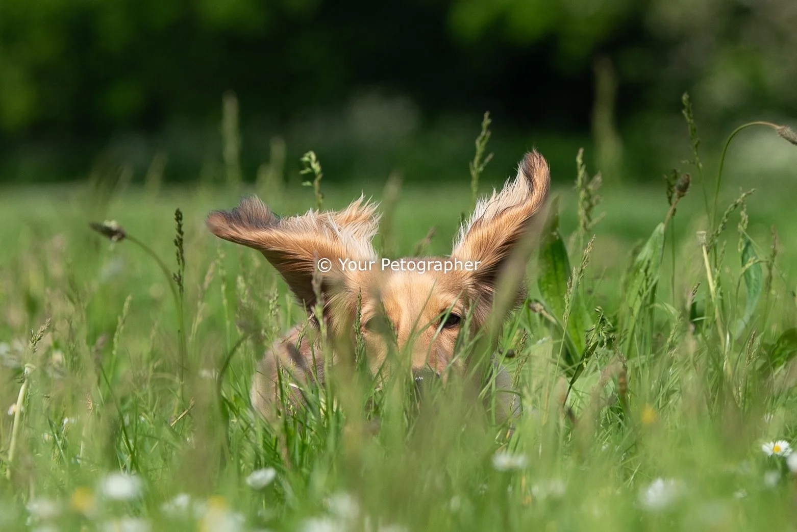dog photography-3.jpg