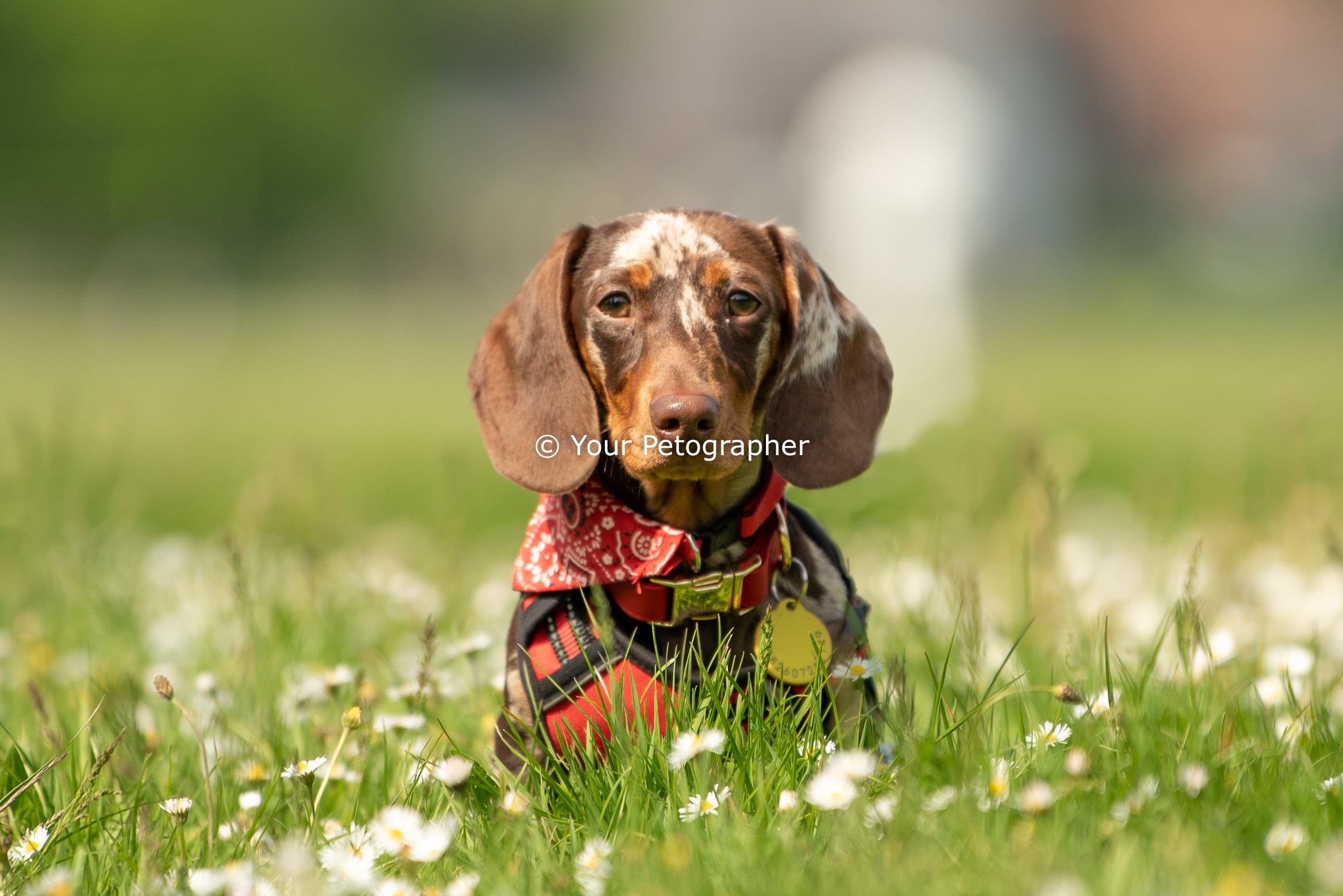 dog photography.jpg