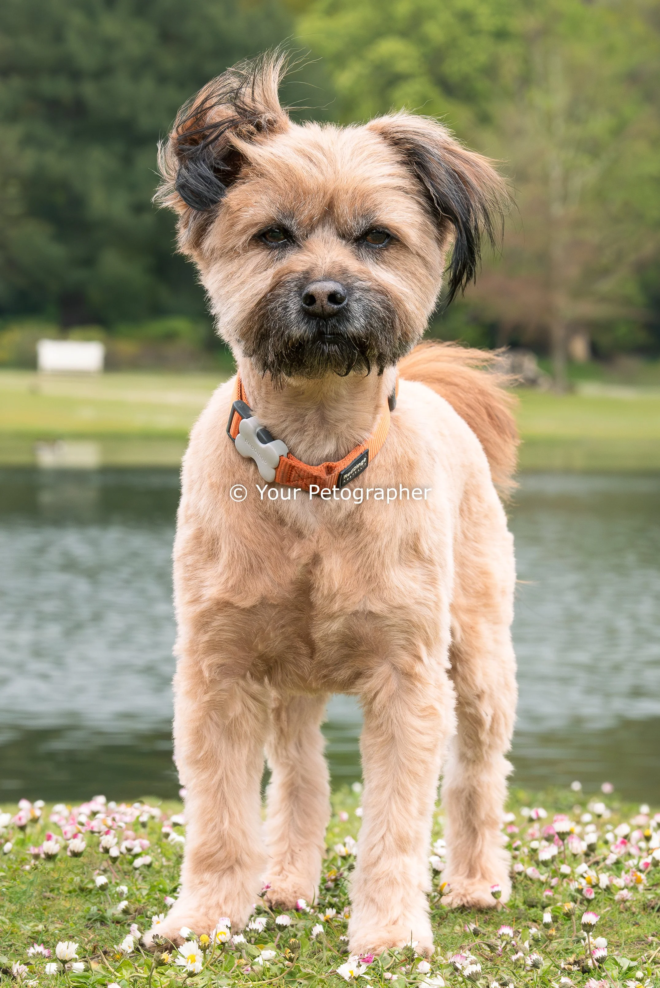 dog photography-4.jpg