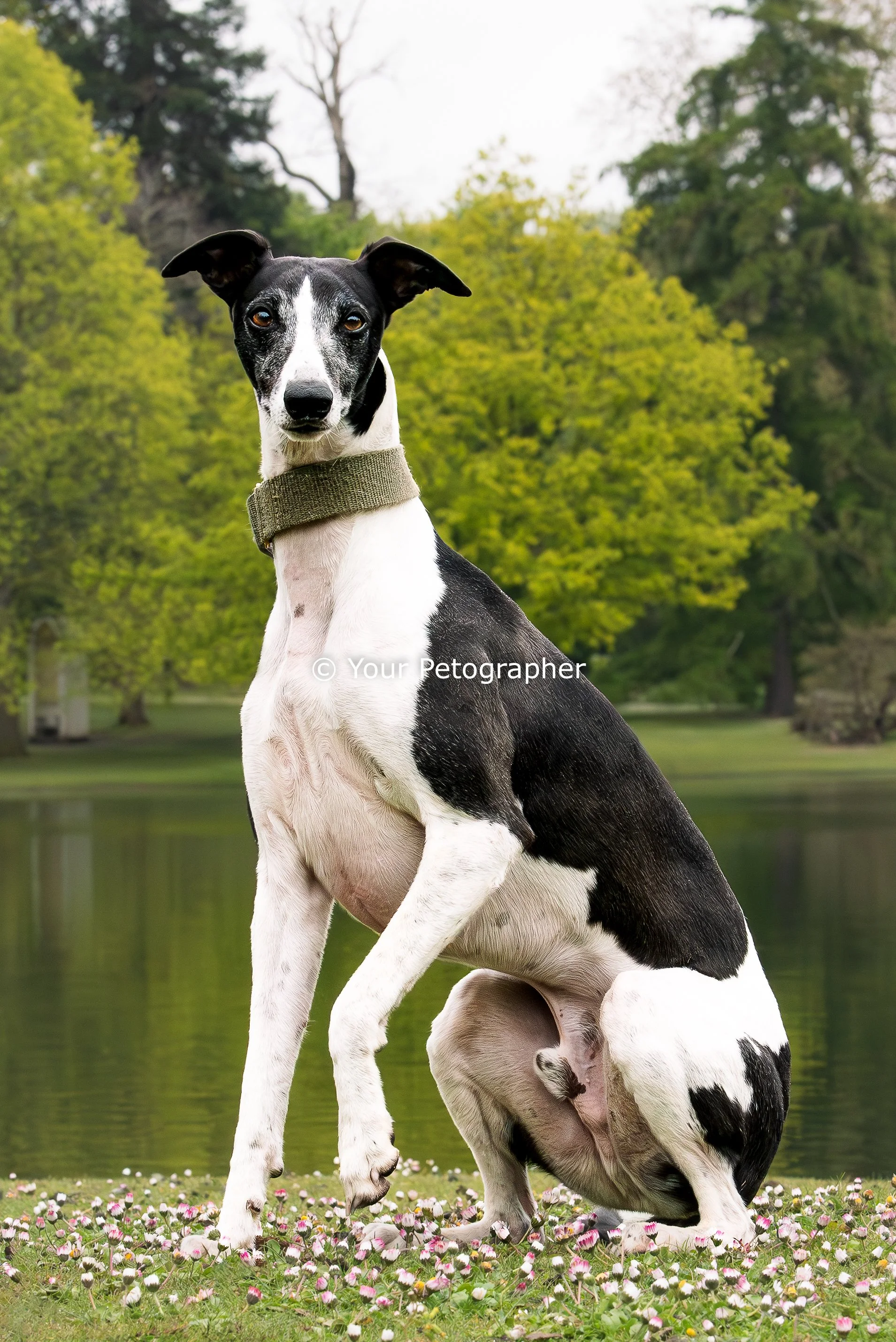 dog photography-6.jpg