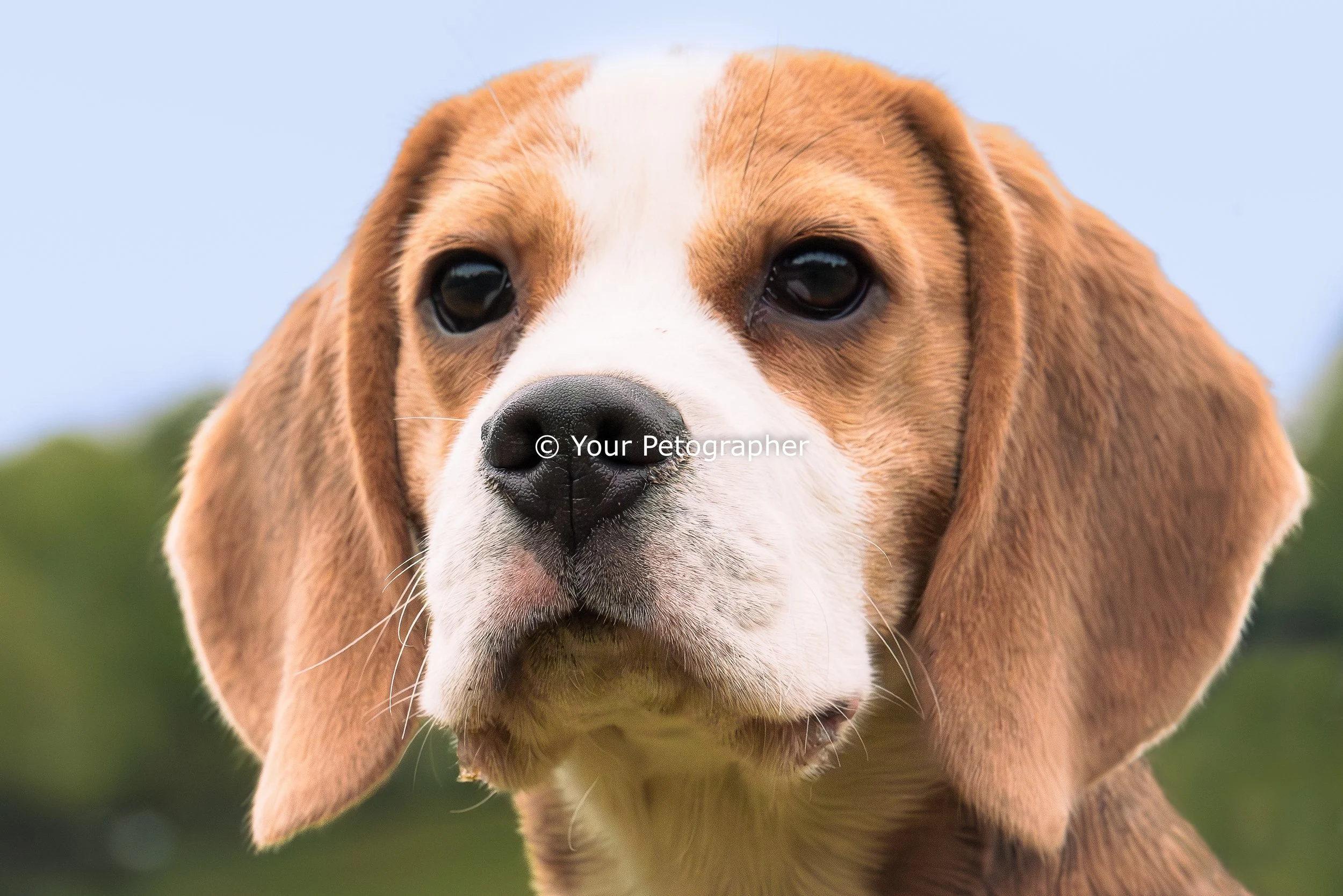 dog photography-7.jpg