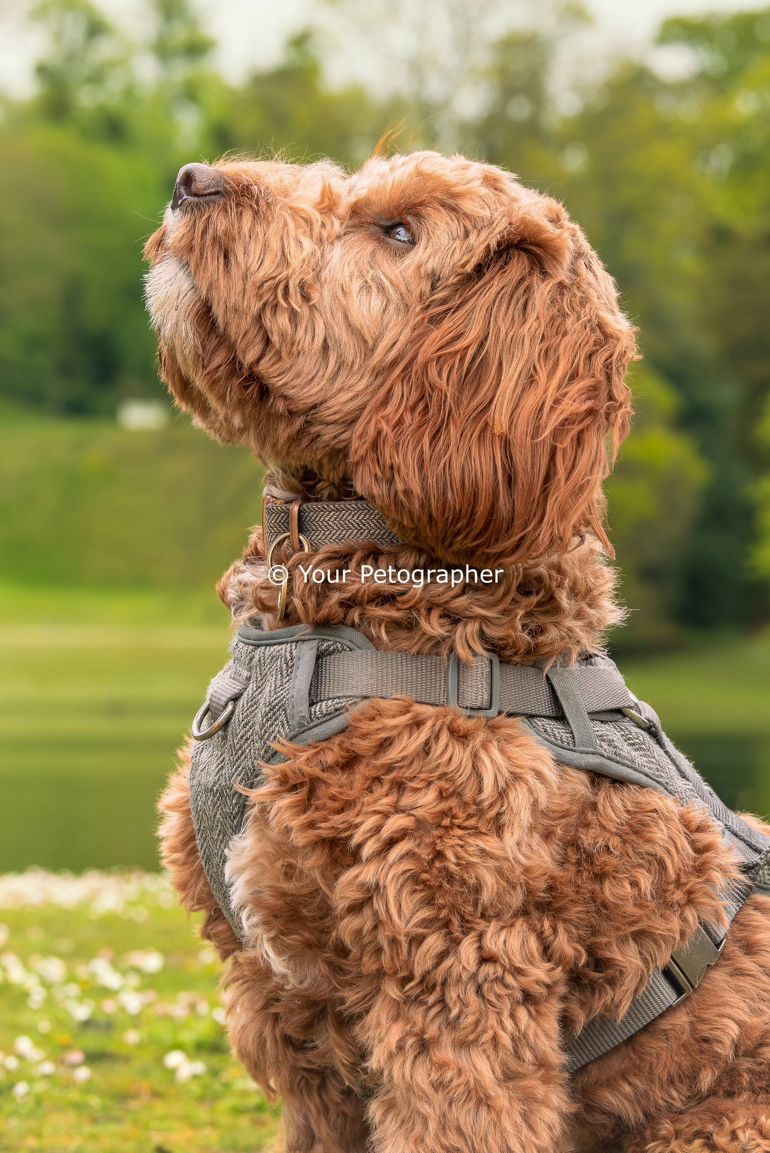 dog photography-5.jpg