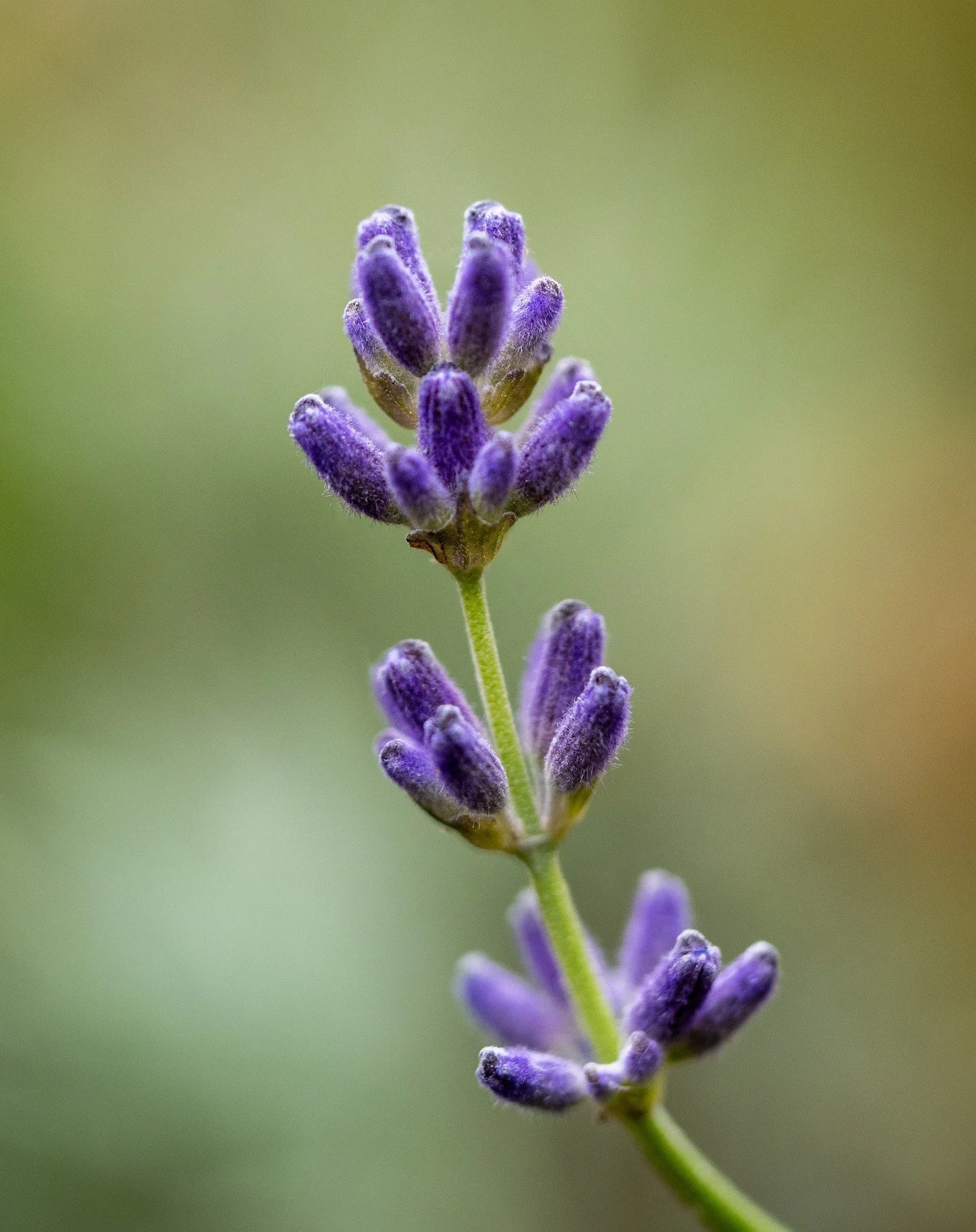 Found a little lavender left 🥰