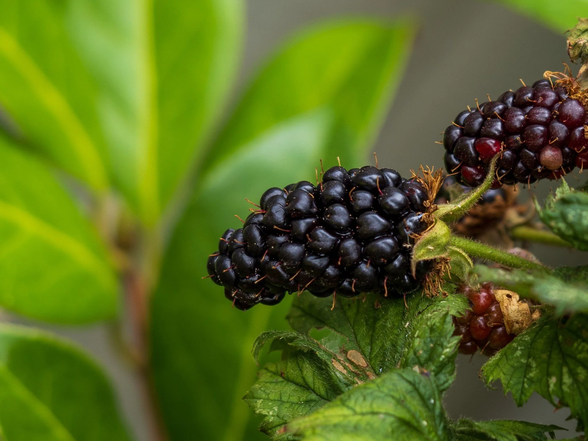 Possibly the biggest blackberry I've seen in my garden!