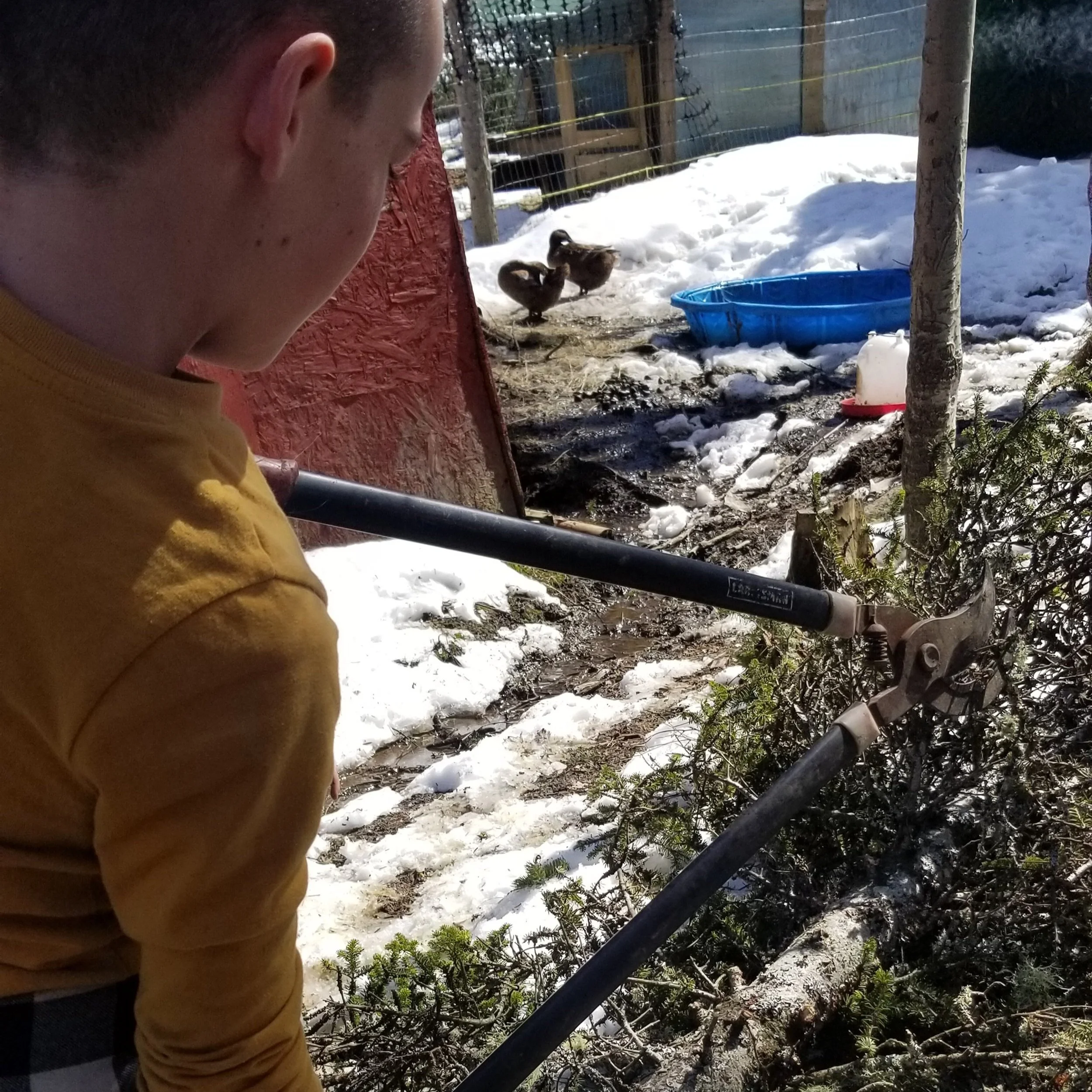 Liam helping cut some branches