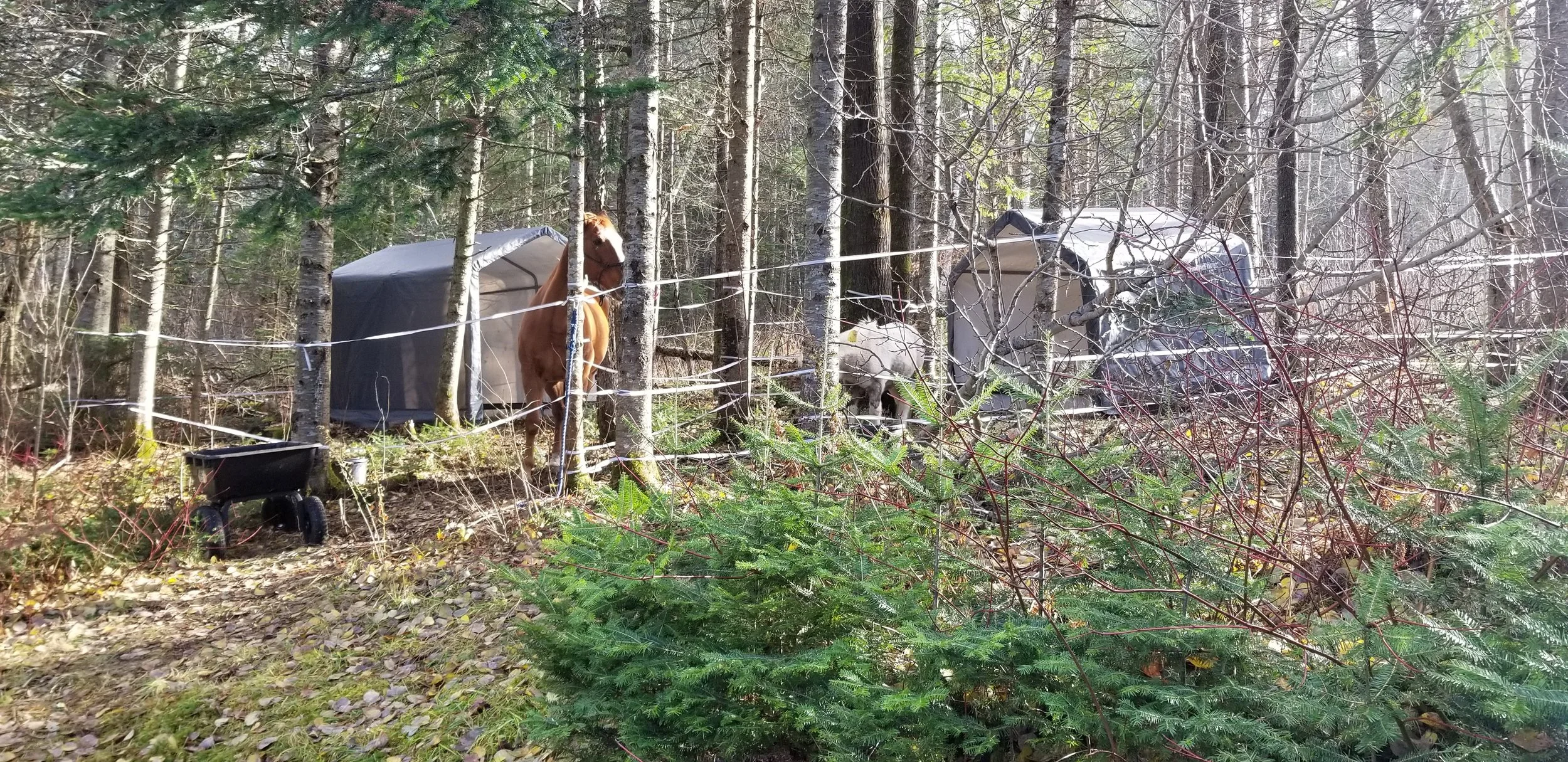 Our horses temporary shelters