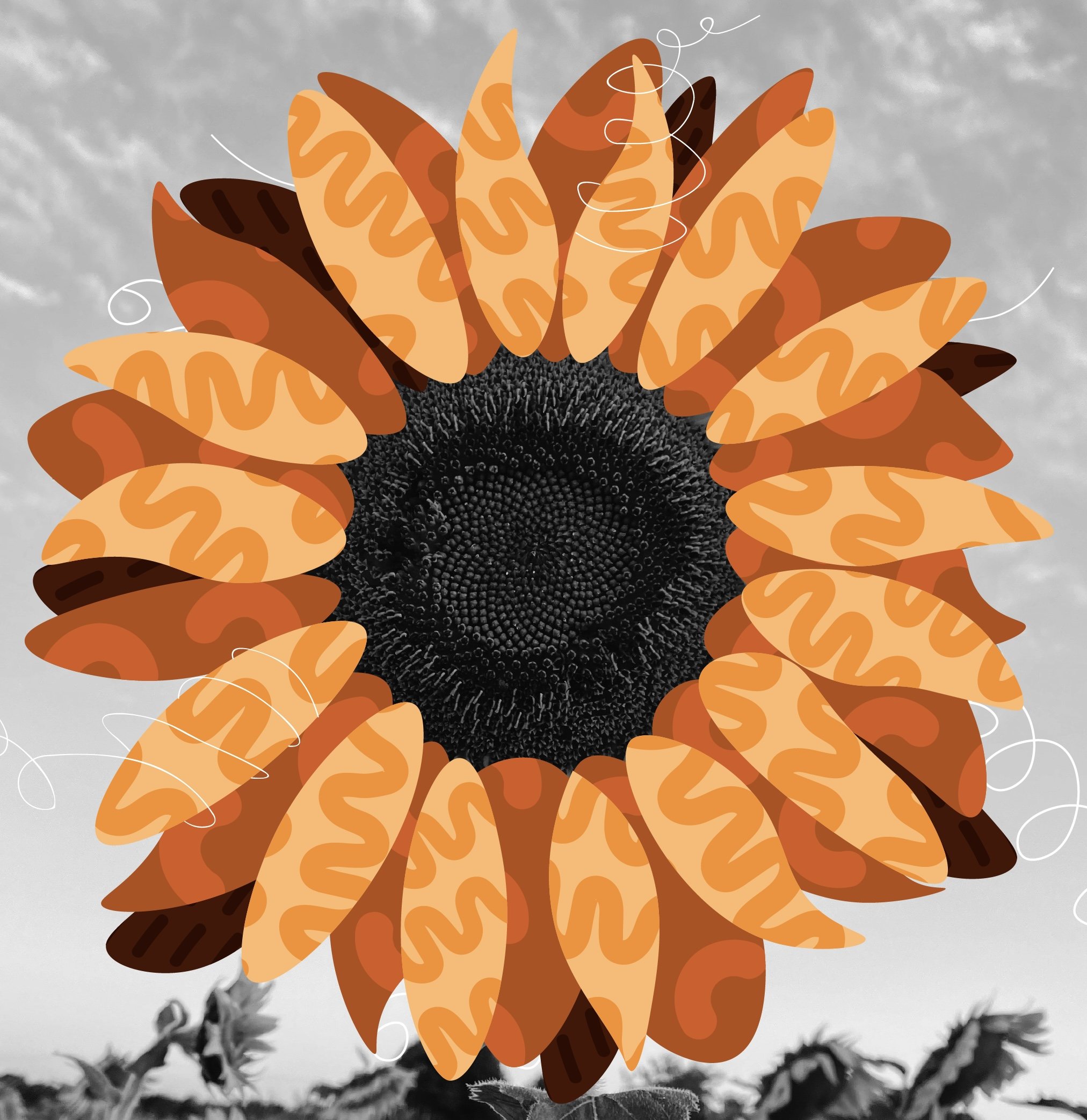 sunflower.jpg