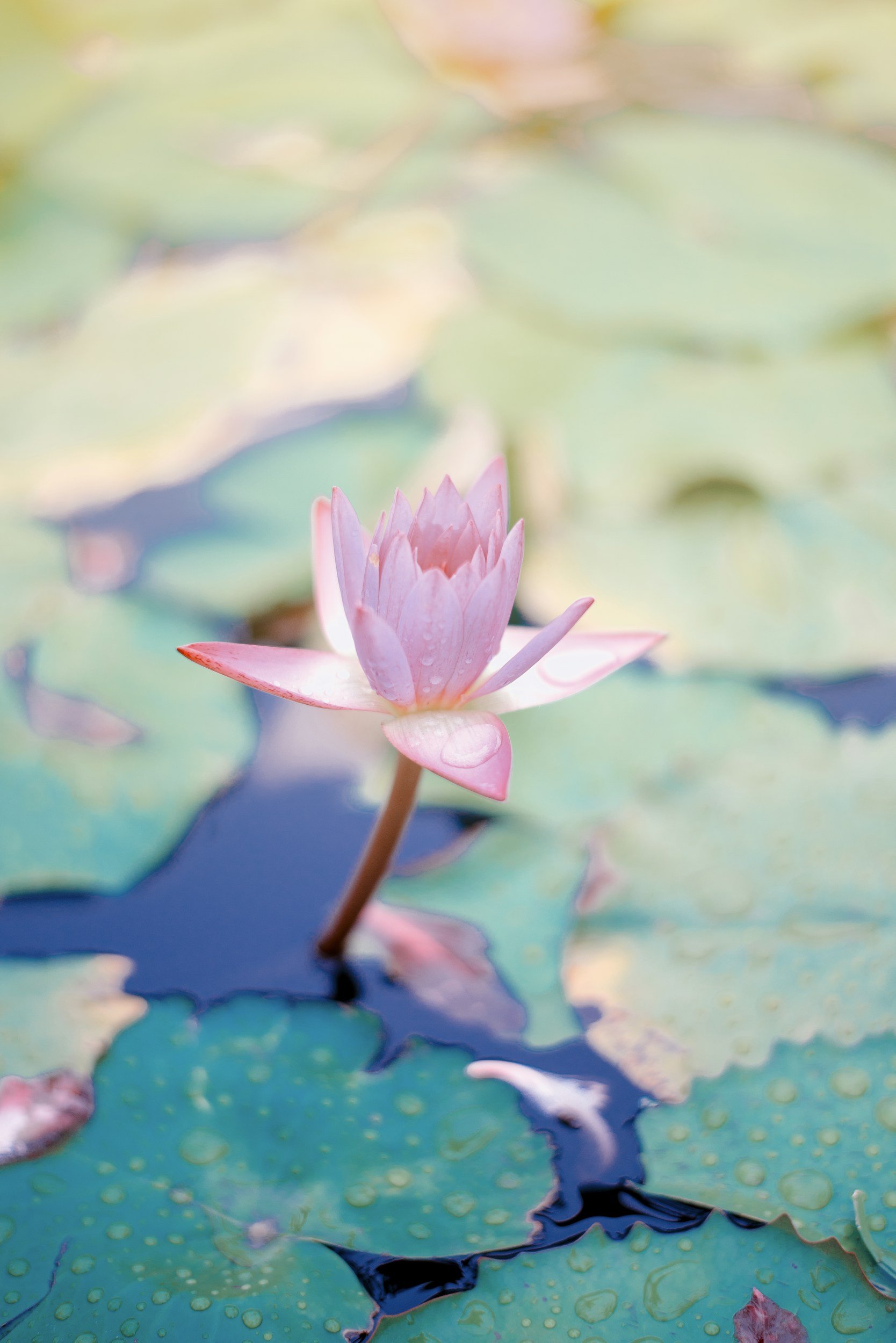 Pink water lily with green lily pads and water droplets in a pond.