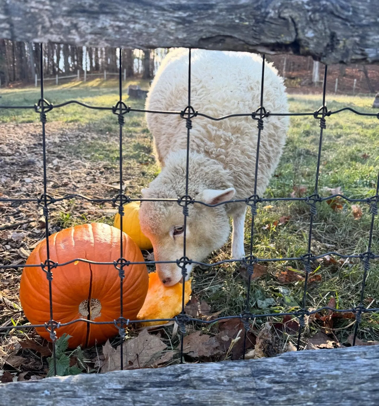 My favorite sheep at the farm.