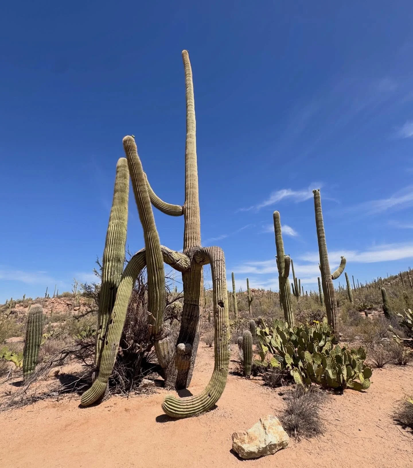 Found my spirit cactus&hellip;