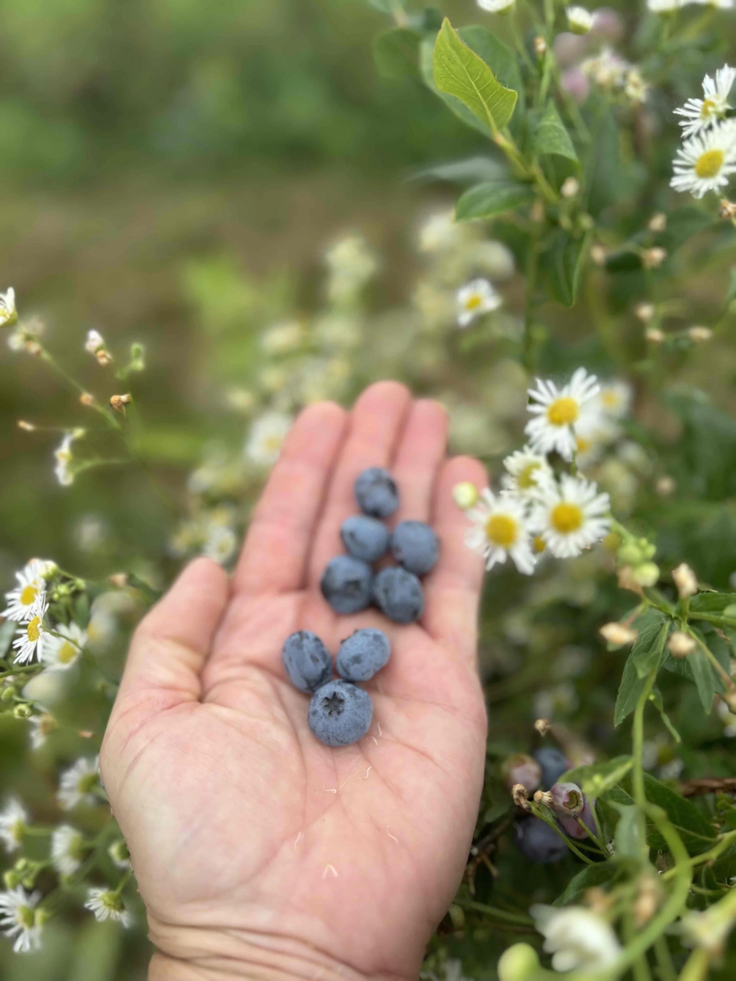 Michigan is Blueberries in the Summer