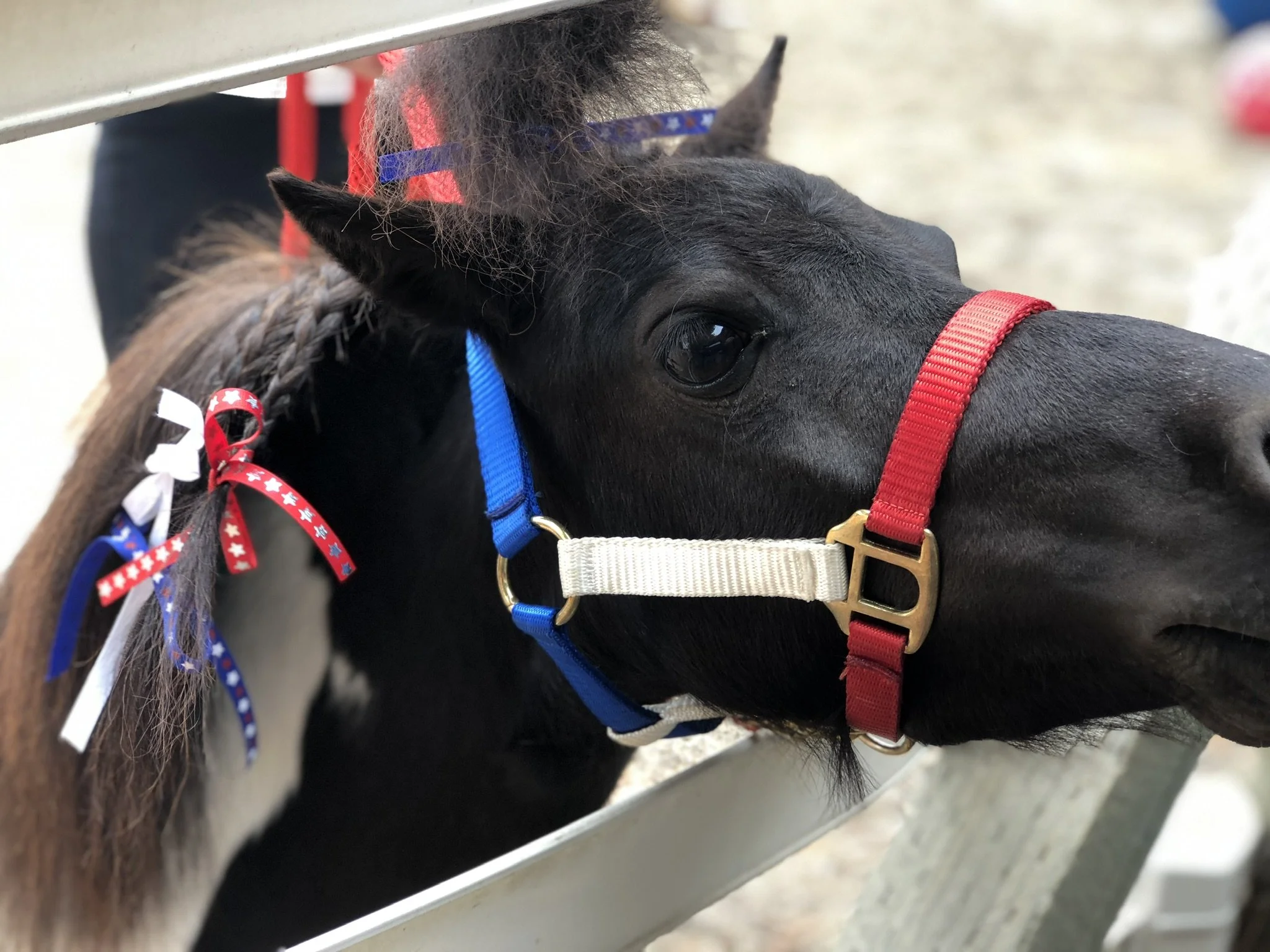 Close-up of three black baby horses with dark manes wearing colorful harnesses and ribbons, standing behind a metal fence.