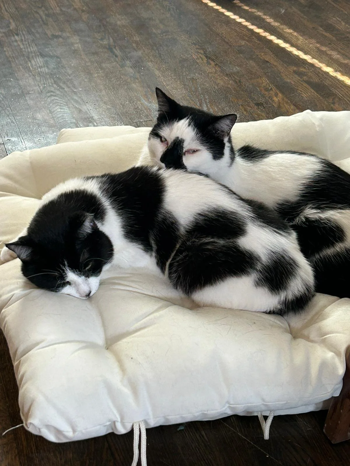 Two black and white cats resting on a cream-colored cushion on a dark wooden floor.