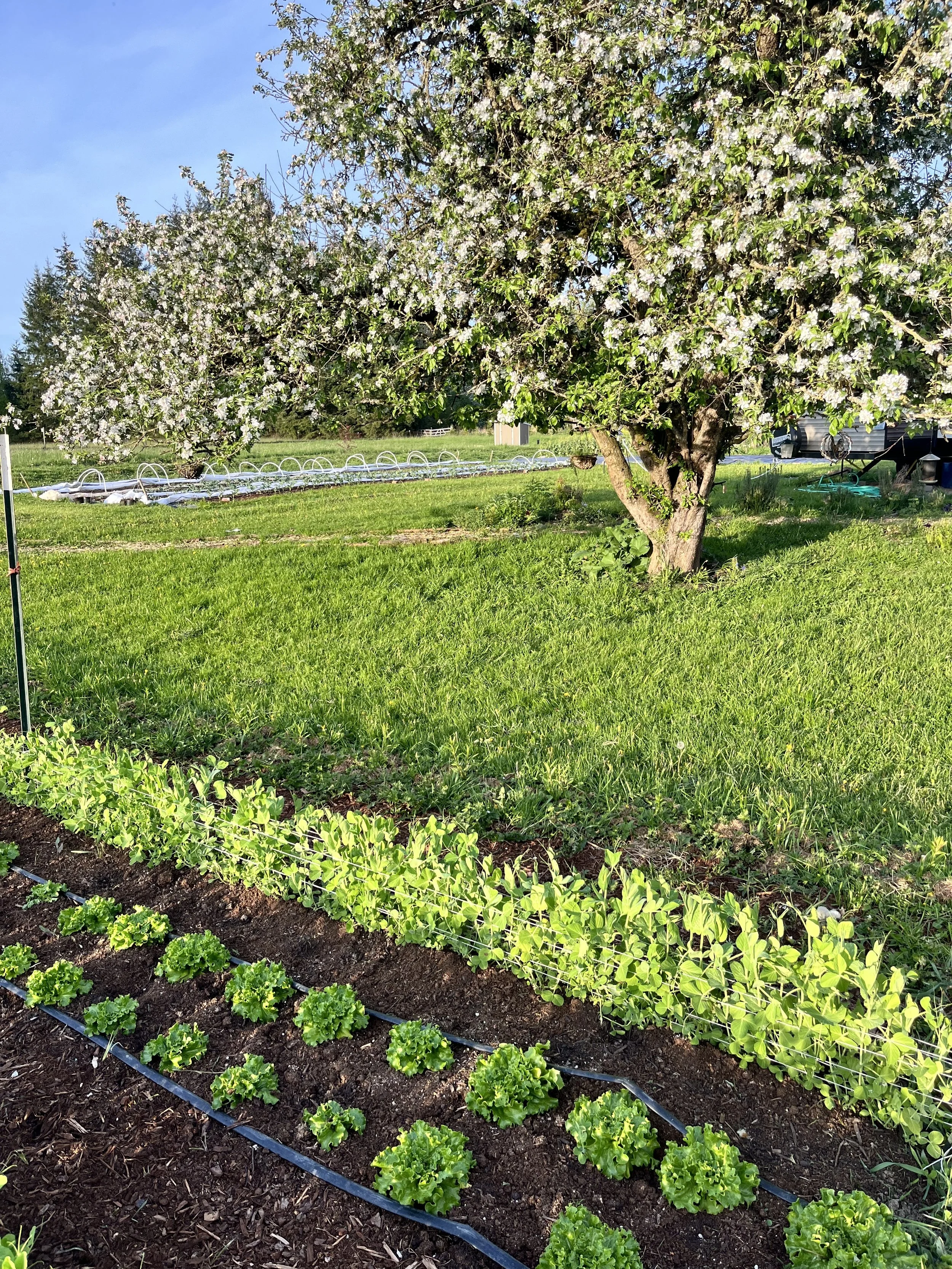 garden with peas .jpg