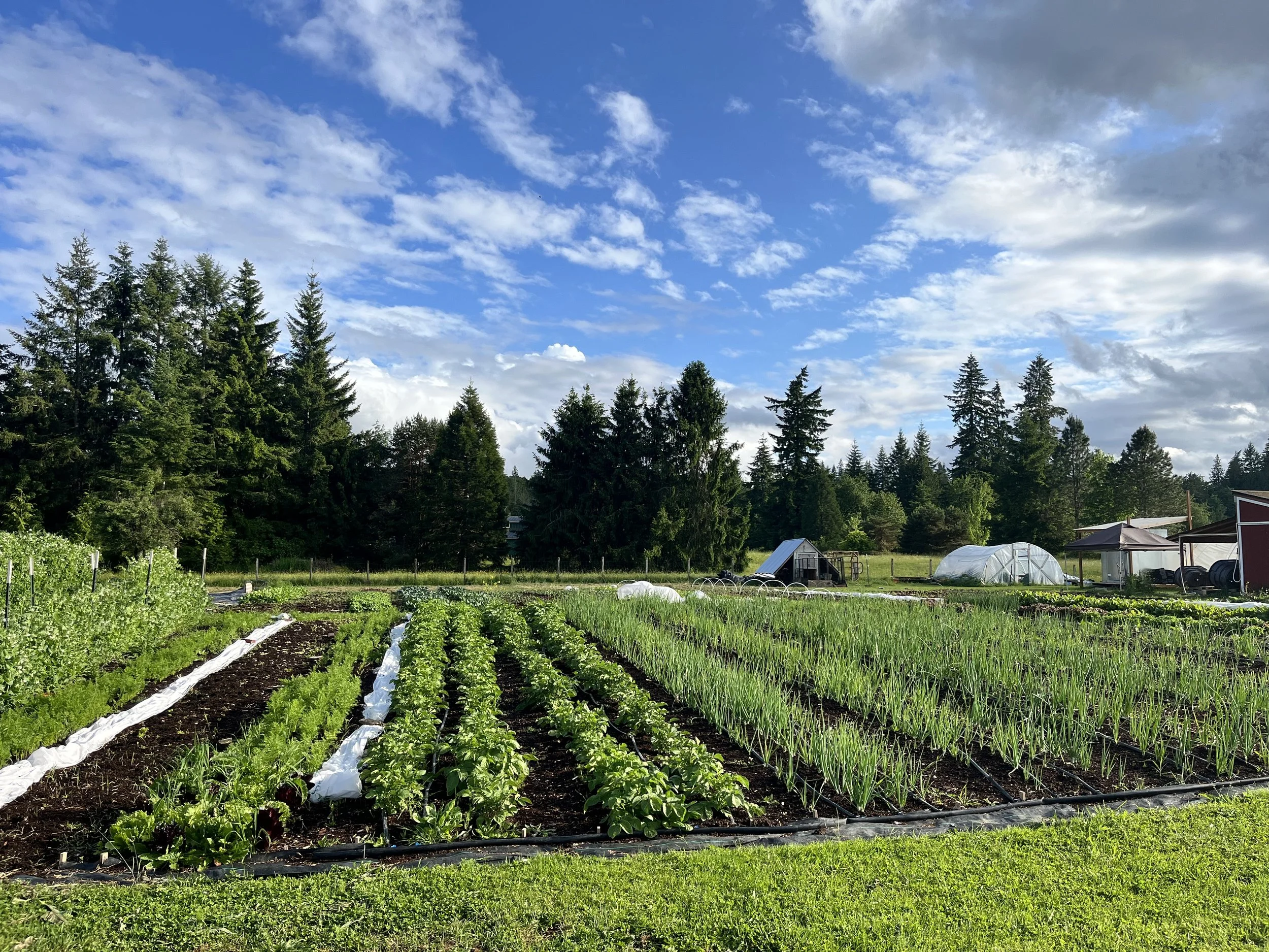 spring front field .jpg