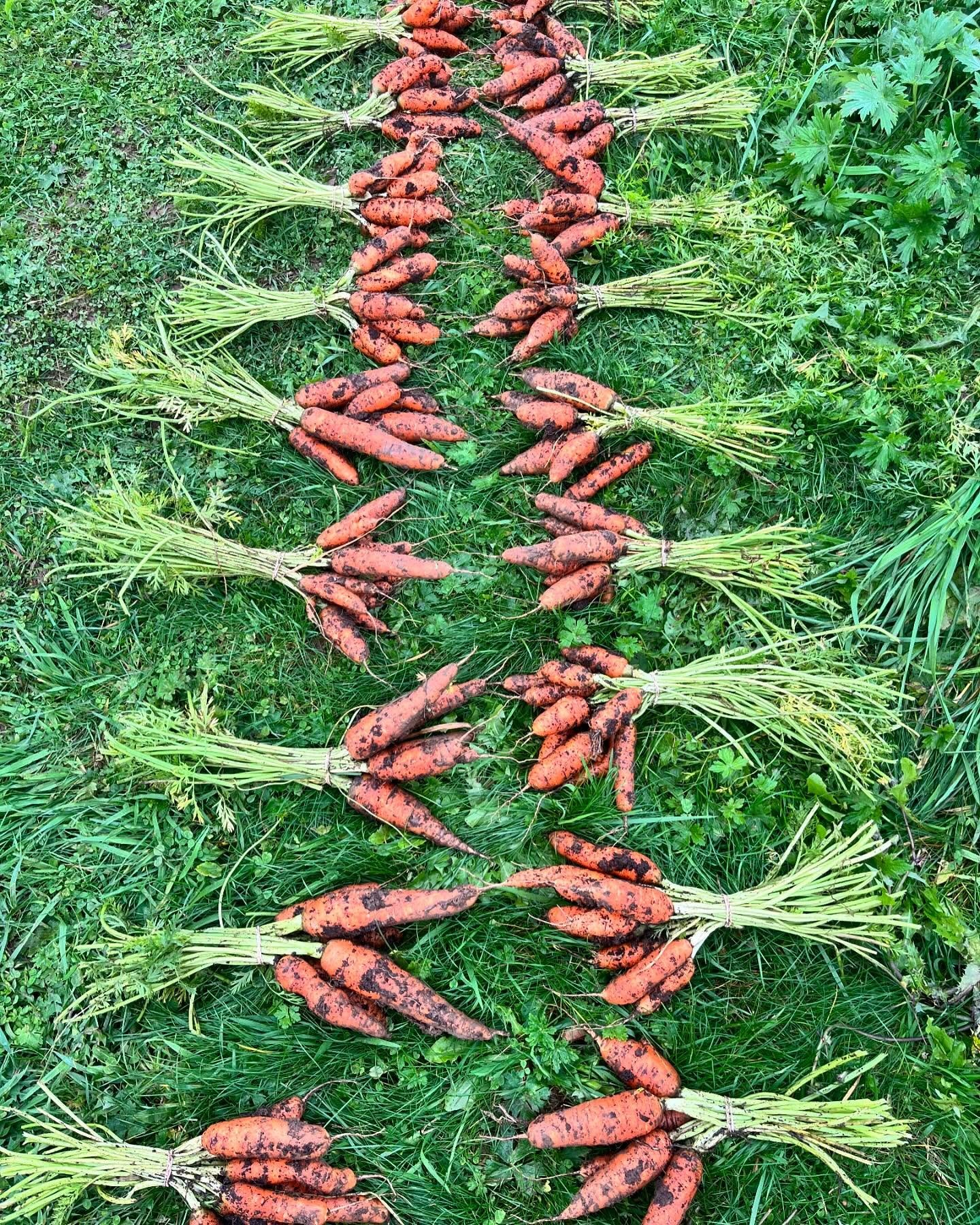 farm 2024!.jpeg