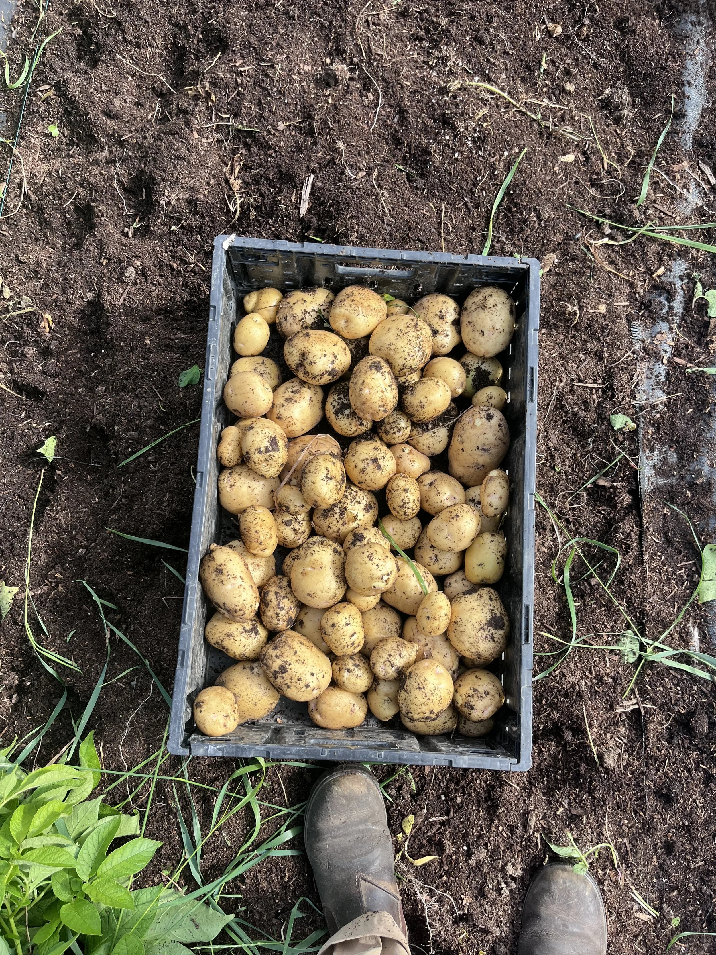 potato harvest .jpg