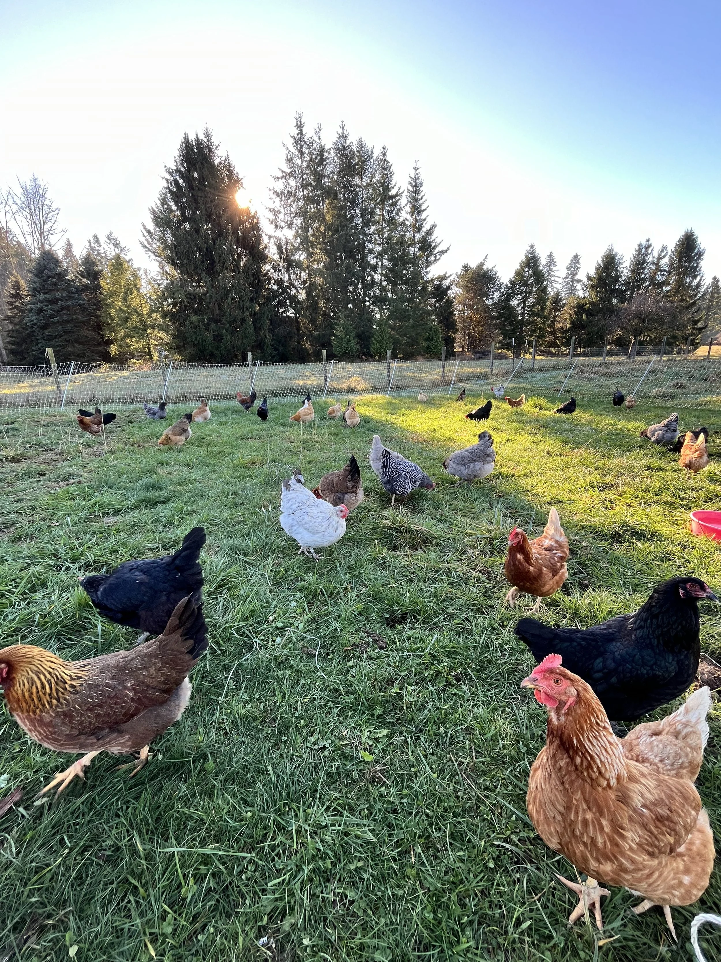 christmas newsletter.jpg