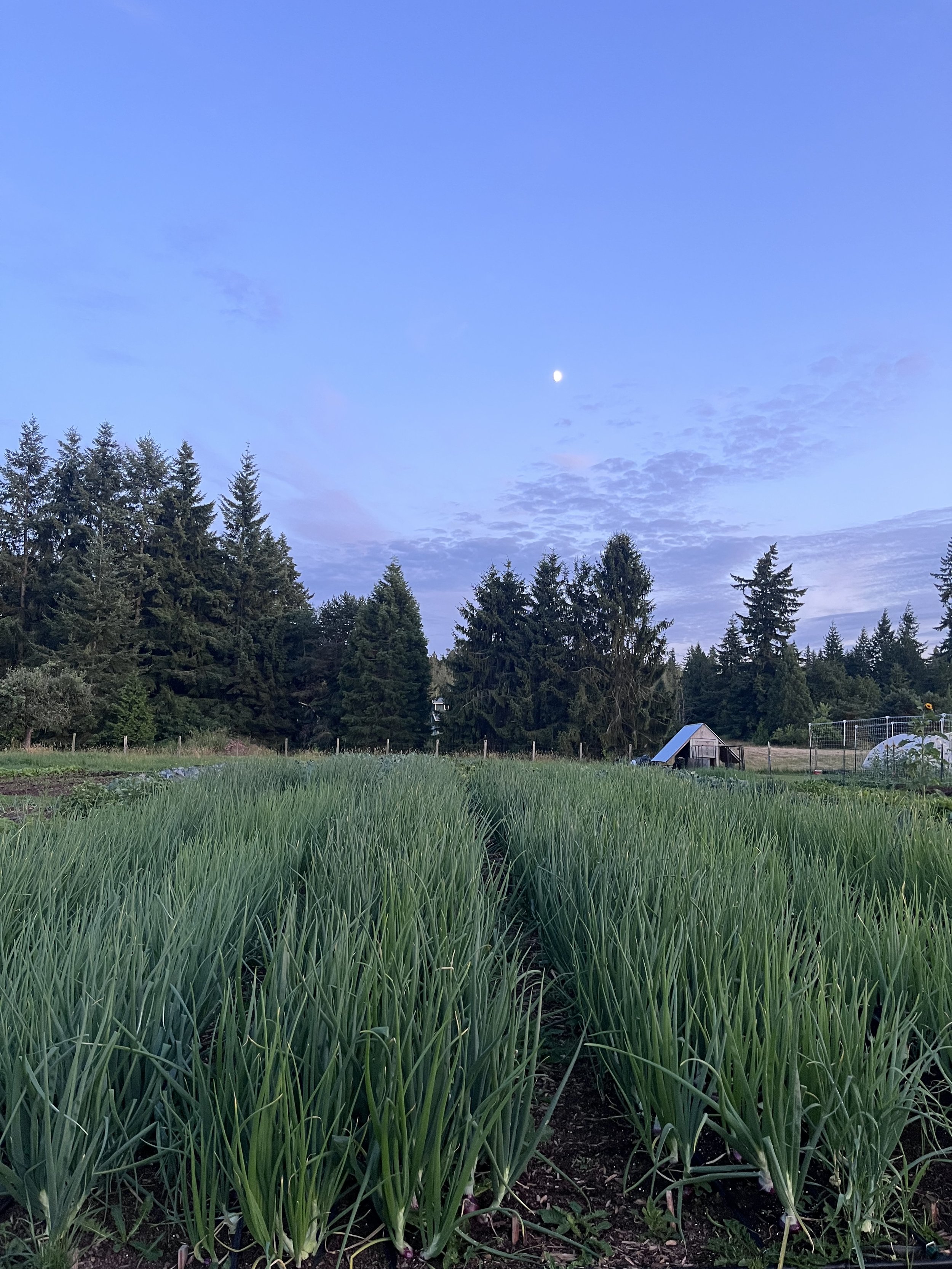 spring onions under the moon .jpg
