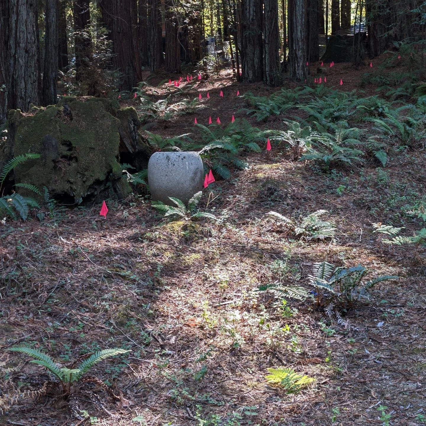 If you have ever walked around Tranquility Events, you may wonder what these little flags are? These  flags demarcate where we saw the native purple orchids from last winter. These will of course come down once we see them bloom, but we like to make 
